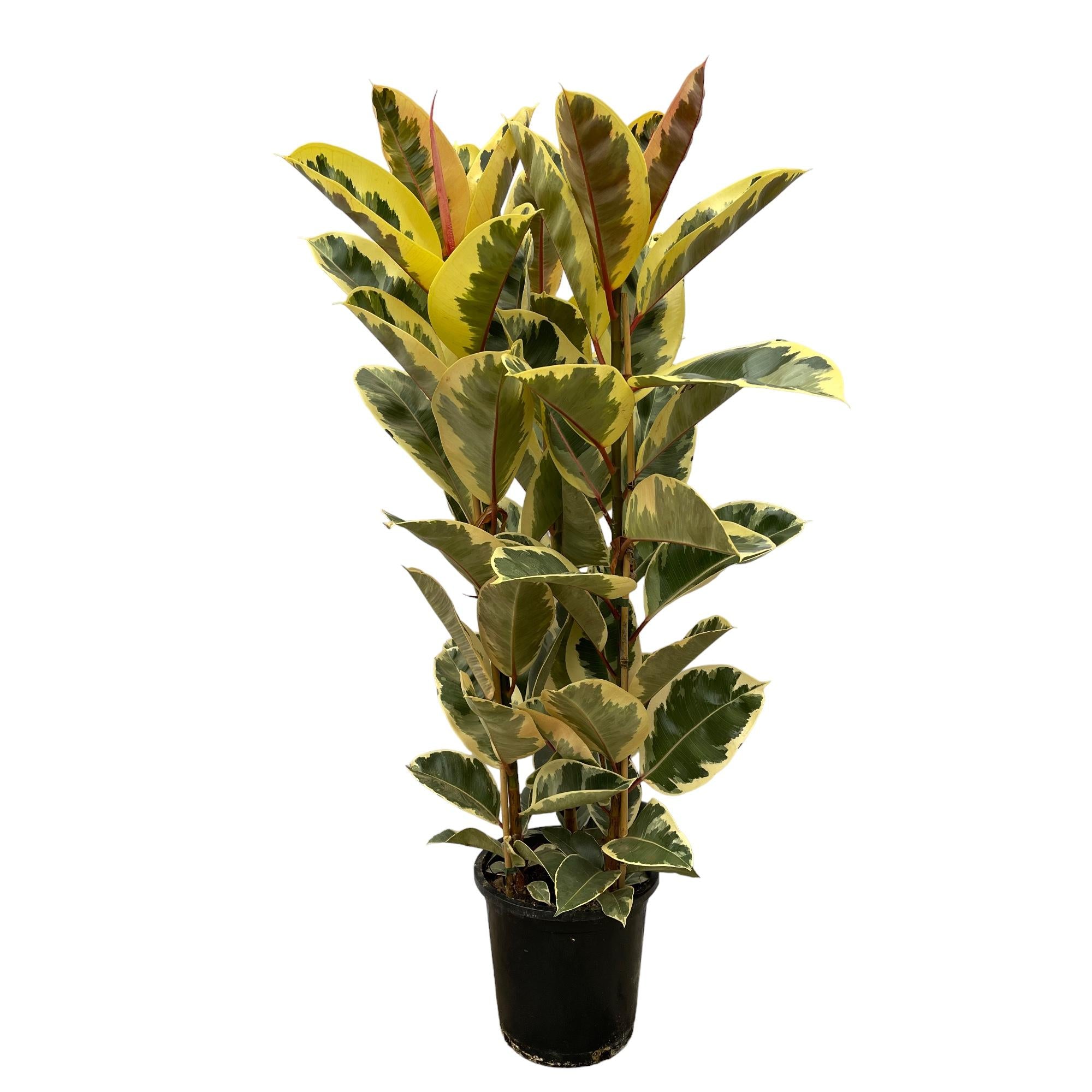 Ficus Elastica Tineke (struik) Ø 28 H 160 cm