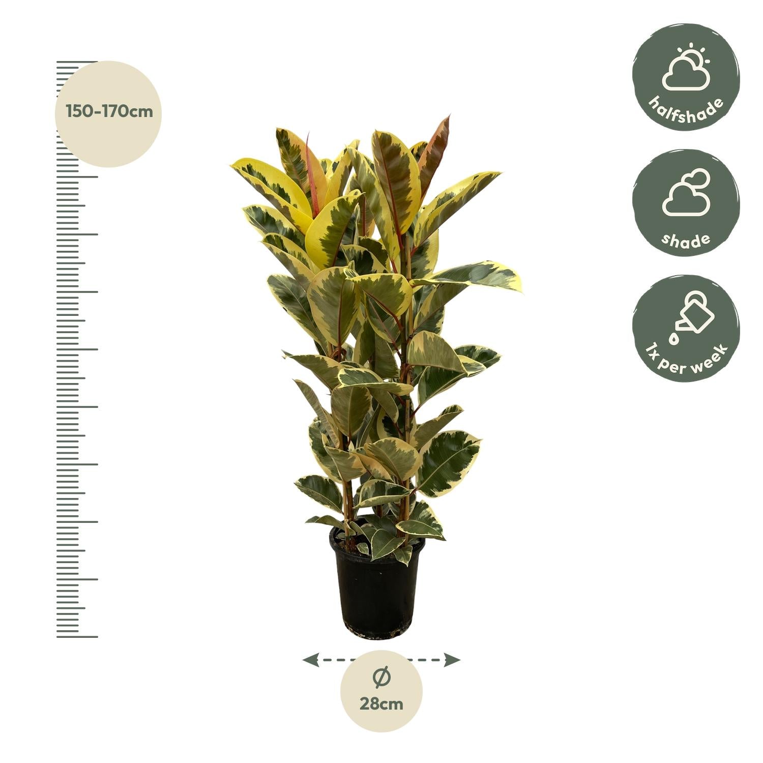Ficus Elastica Tineke (struik) Ø 28 H 160 cm 2