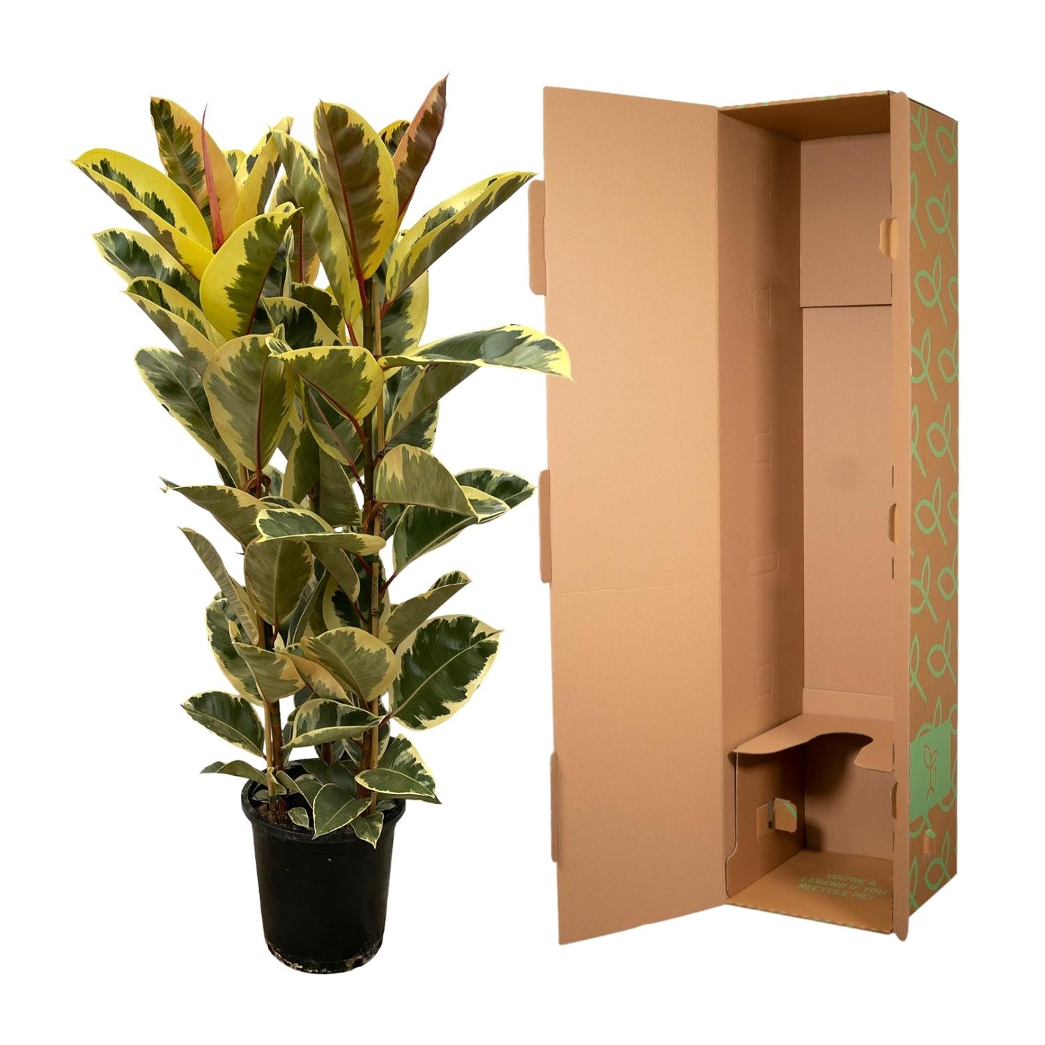 Ficus Elastica Tineke (struik) Ø 28 H 160 cm 3