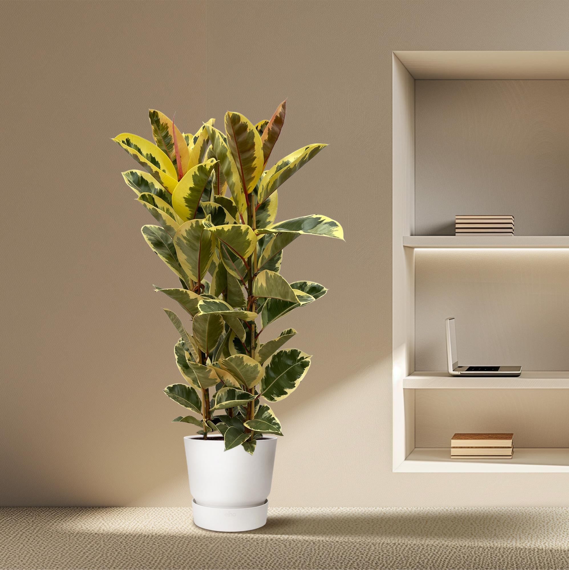 Ficus Elastica Tineke (struik) Ø 28 H 160 cm 4