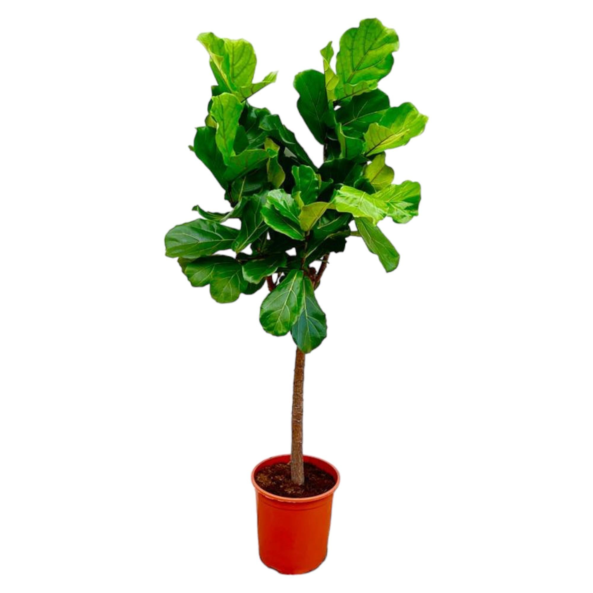 Ficus Lyrata (boom) Ø 30 H 150 cm