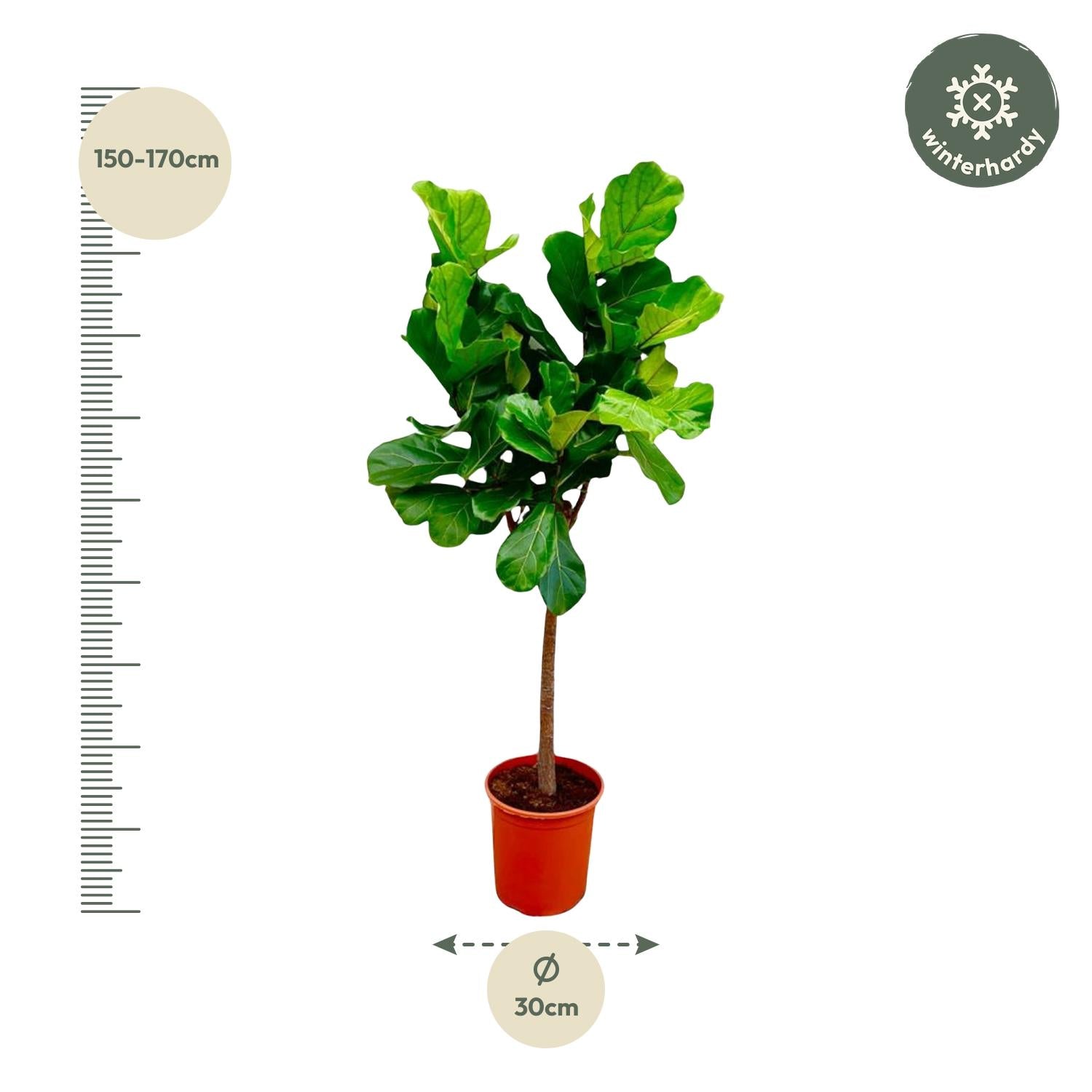 Ficus Lyrata (boom) Ø 30 H 150 cm 2