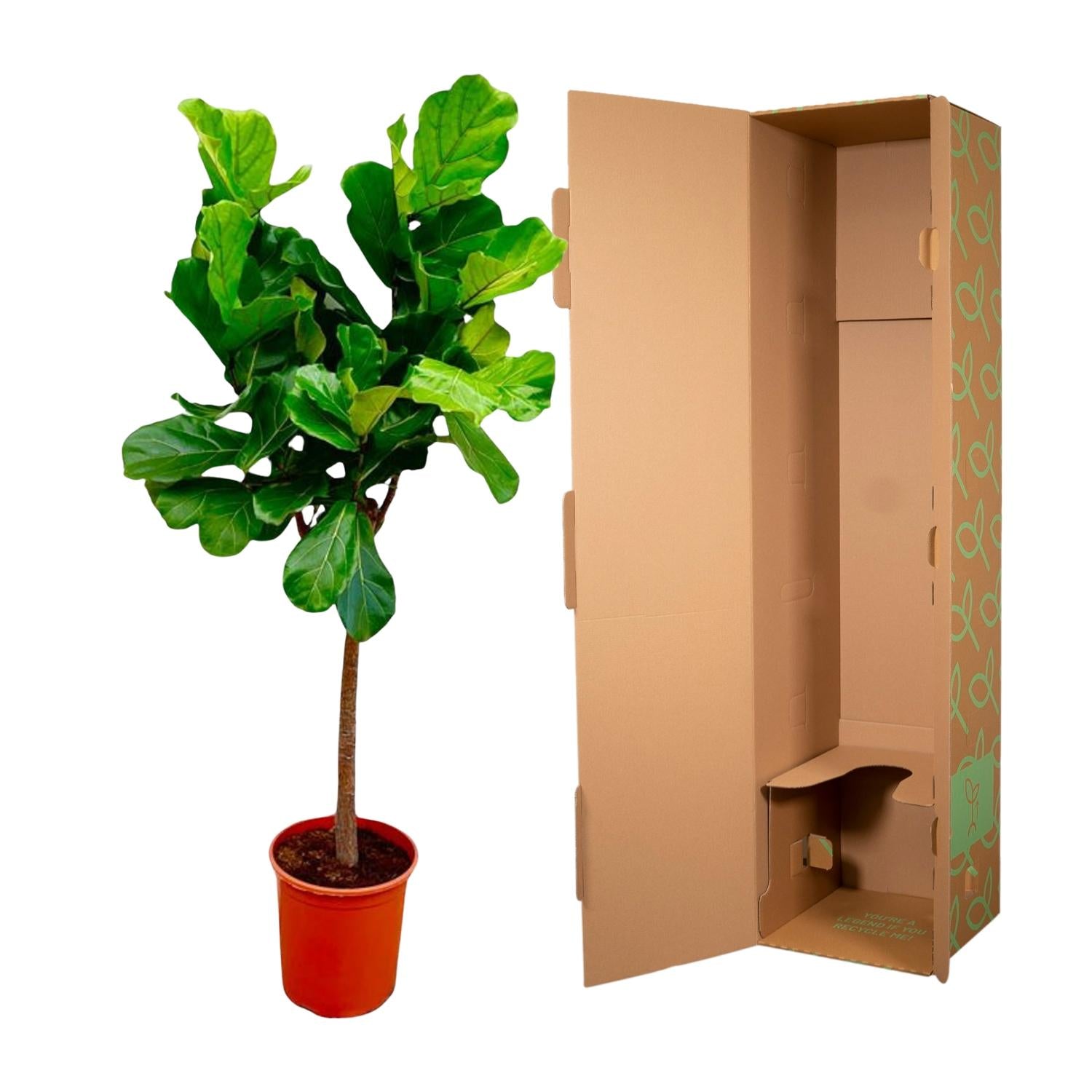 Ficus Lyrata (boom) Ø 30 H 150 cm 3