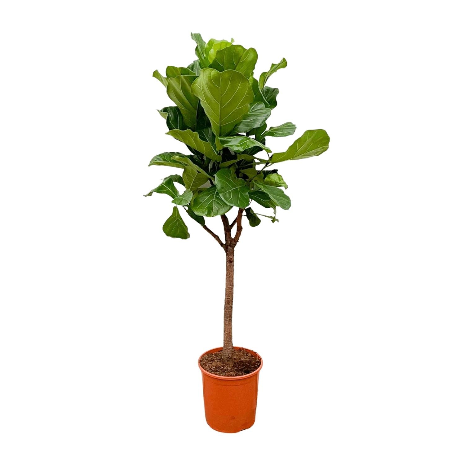 Ficus Lyrata (boom) Ø 30 H 180 cm