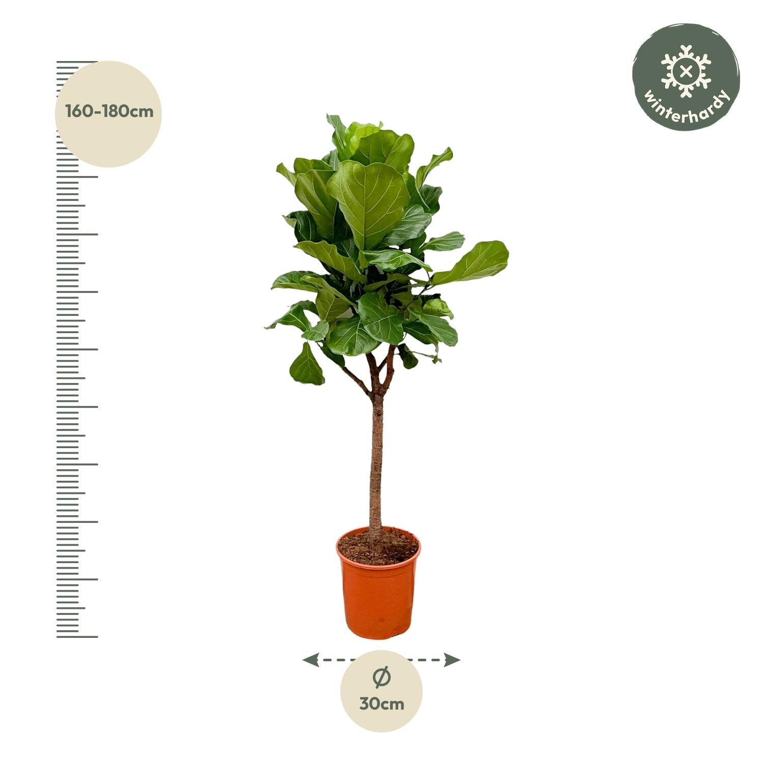 Ficus Lyrata (boom) Ø 30 H 180 cm 2