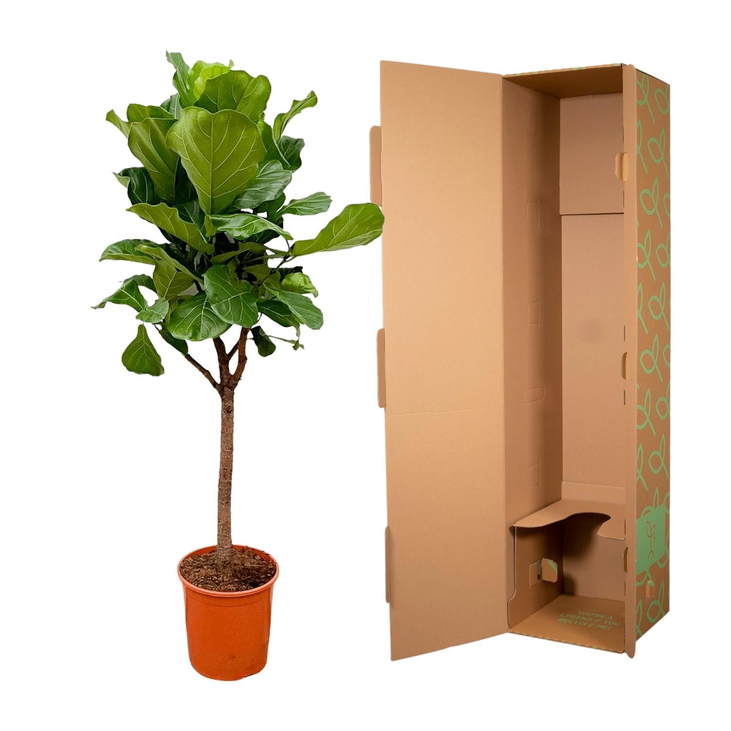Ficus Lyrata (boom) Ø 30 H 180 cm 3