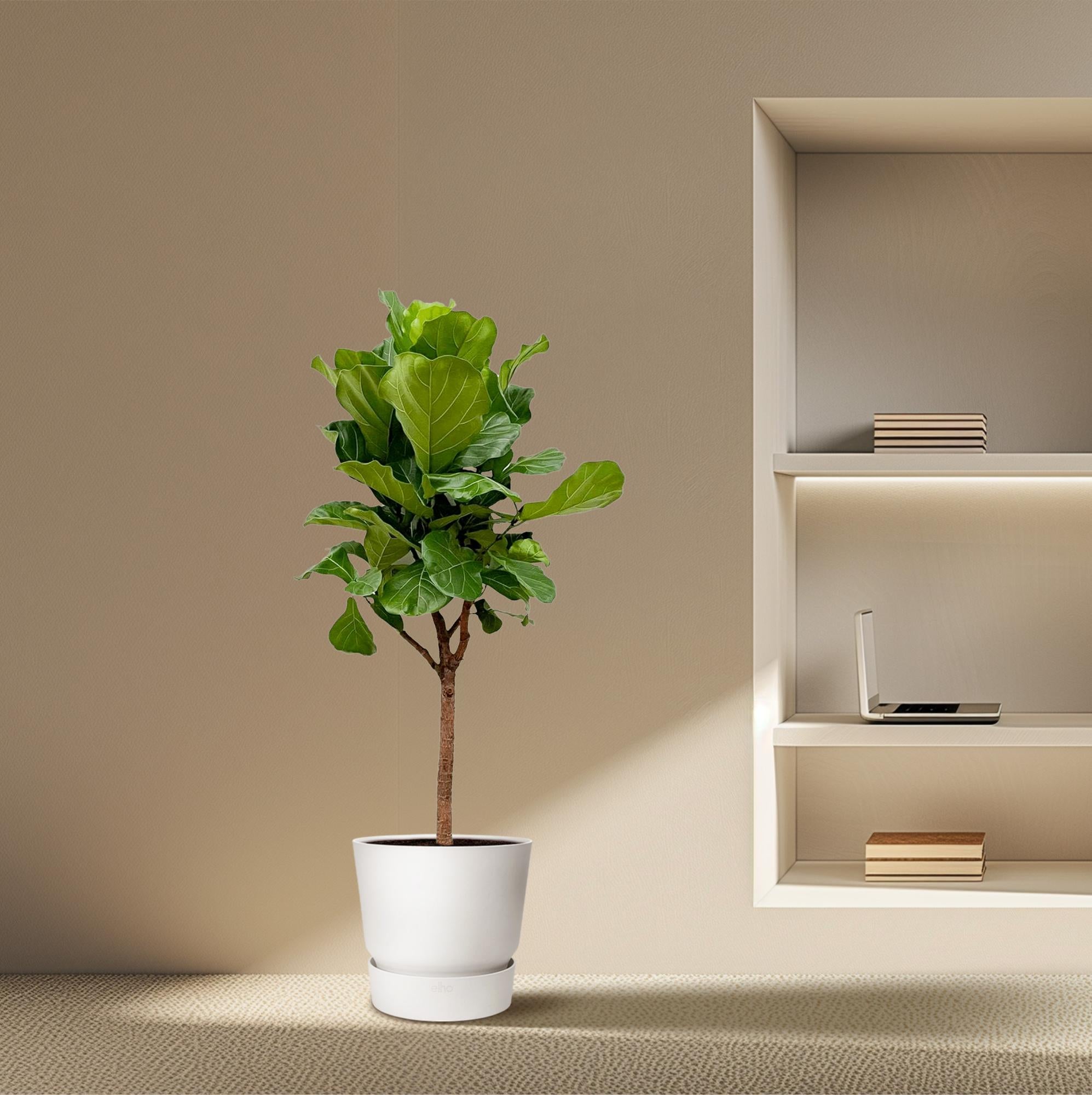 Ficus Lyrata (boom) Ø 30 H 180 cm 4