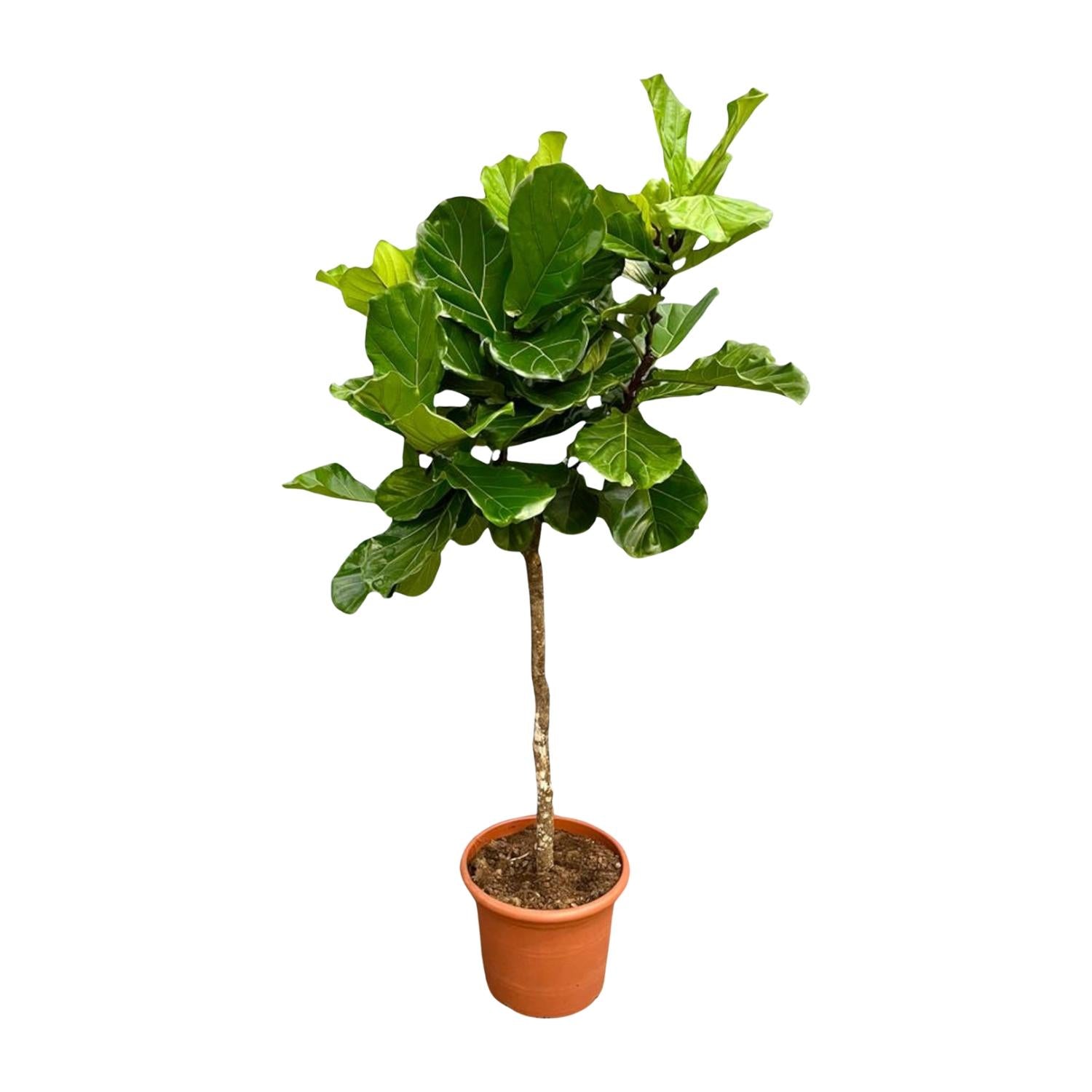 Ficus Lyrata (boom) Ø 40 H 200 cm
