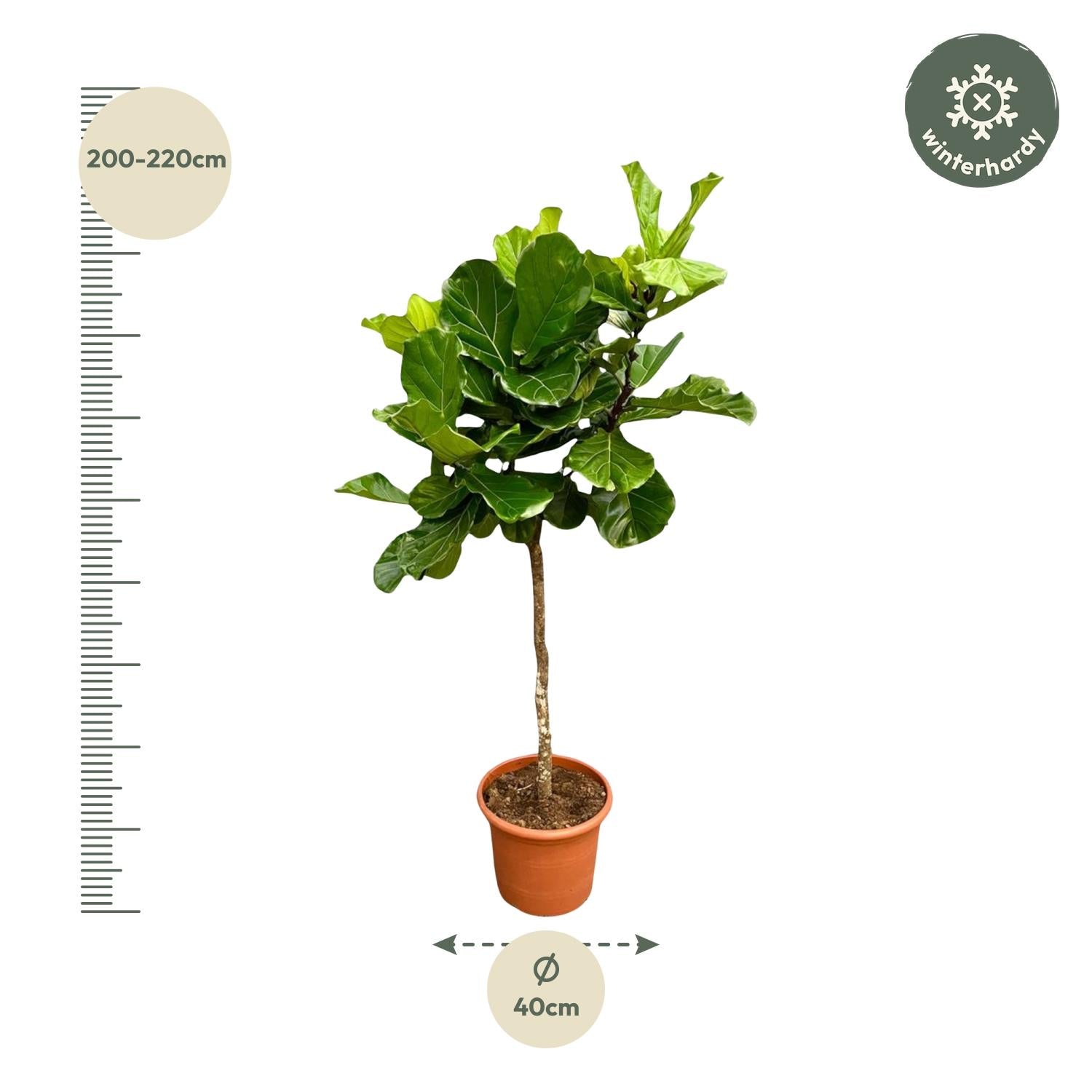 Ficus Lyrata (boom) Ø 40 H 200 cm 2