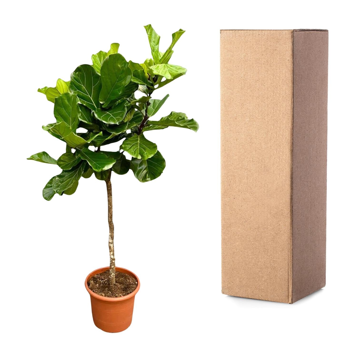 Ficus Lyrata (boom) Ø 40 H 200 cm 3