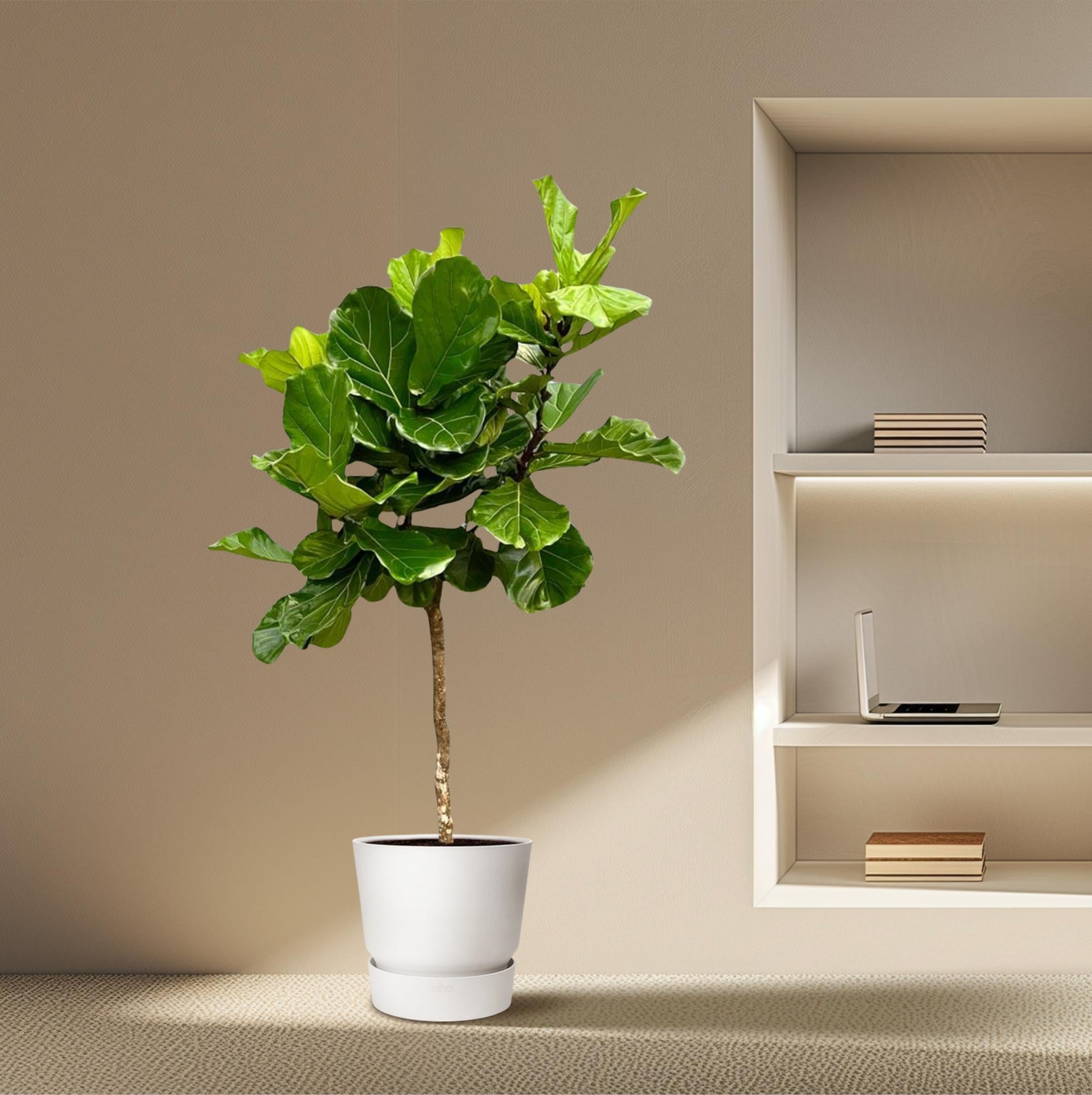 Ficus Lyrata (boom) Ø 40 H 200 cm 4