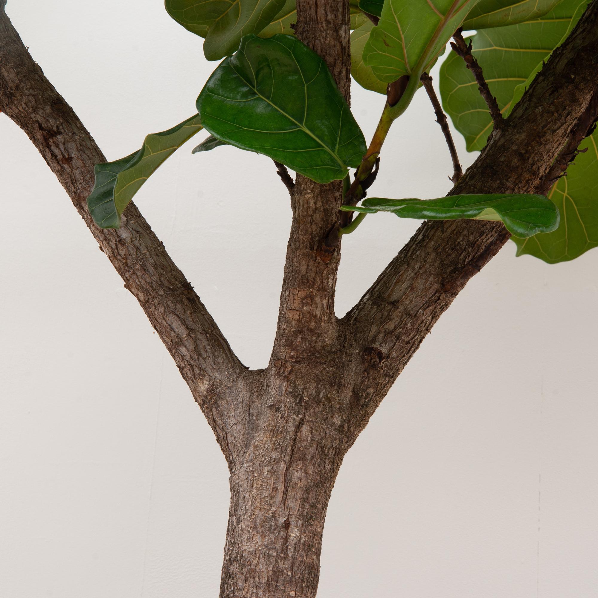 Ficus Lyrata (boom) Ø 45 H 270 cm 2