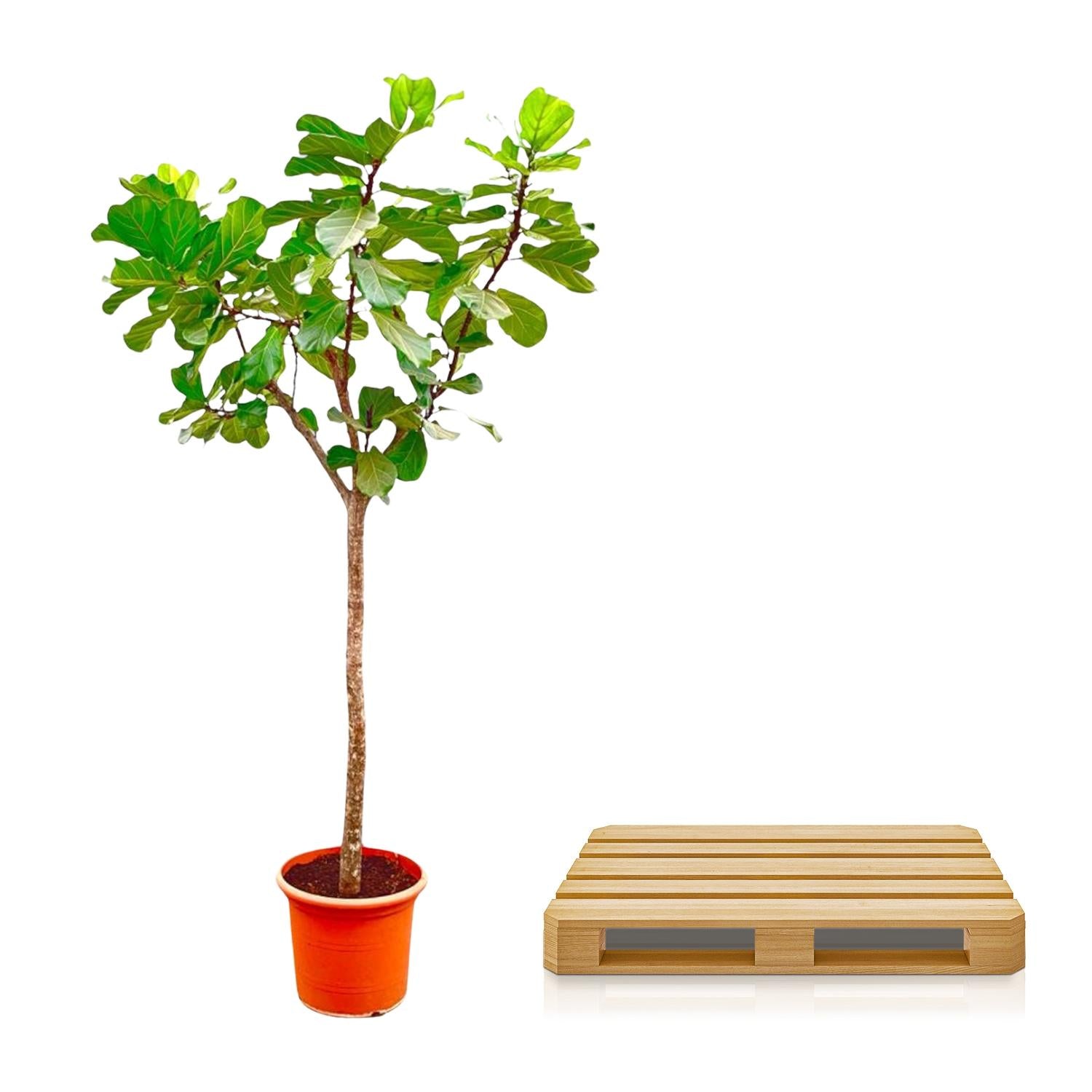 Ficus Lyrata (boom) Ø 45 H 270 cm 3