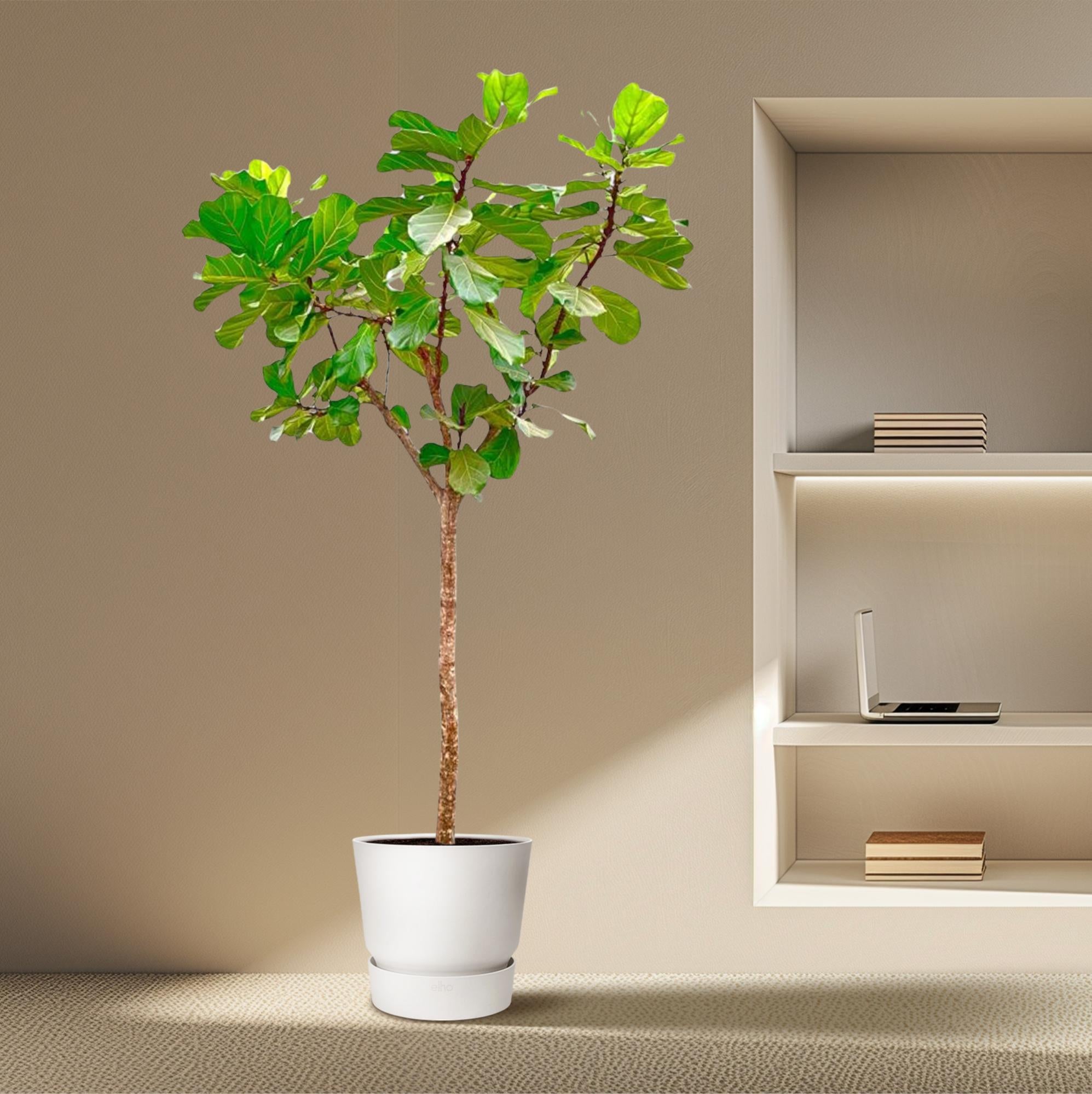 Ficus Lyrata (boom) Ø 45 H 270 cm 4