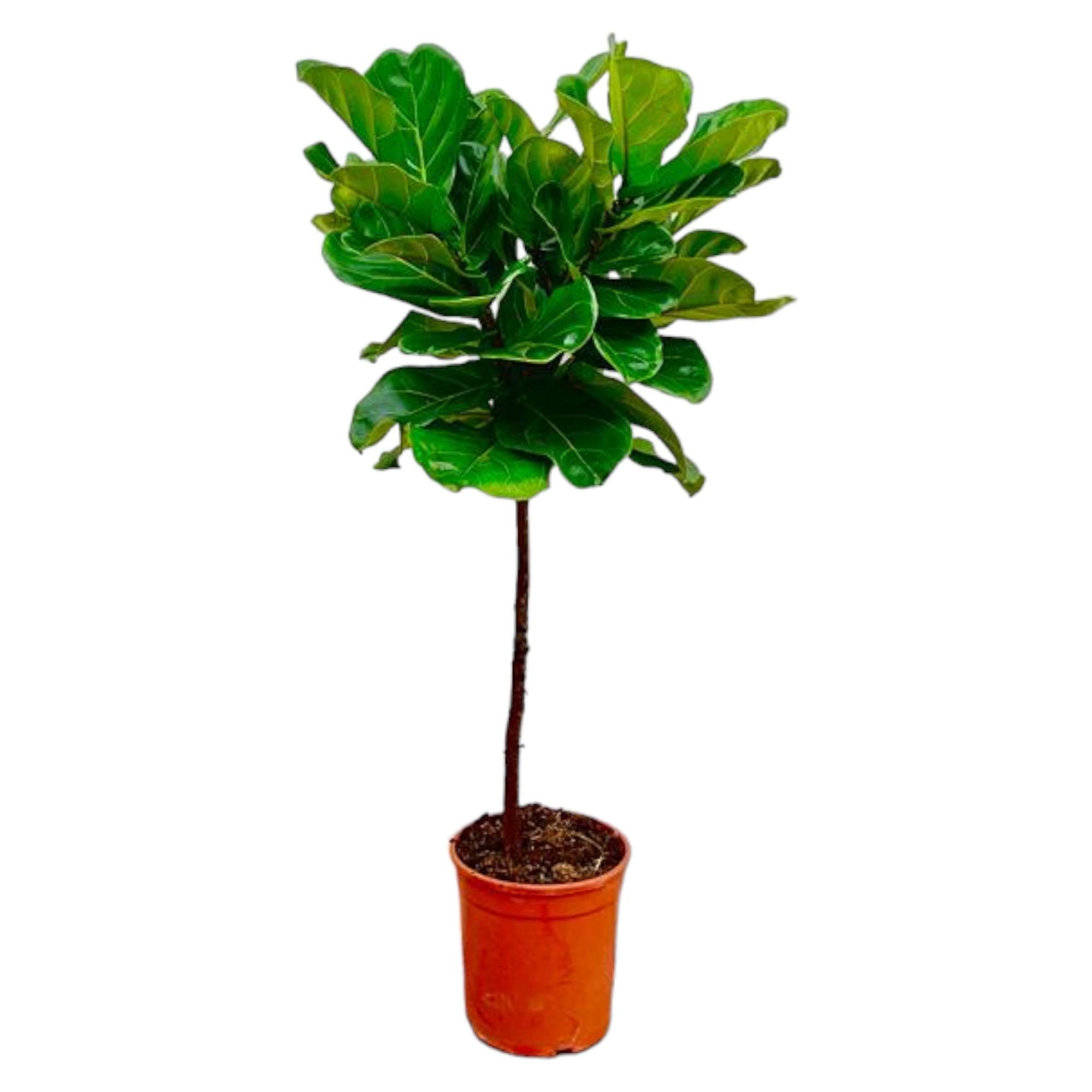 Ficus Lyrata (op stam) Ø 24 H 130 cm