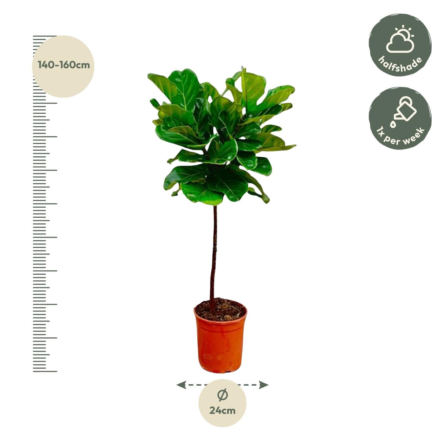 Ficus Lyrata (op stam) Ø 24 H 130 cm 2