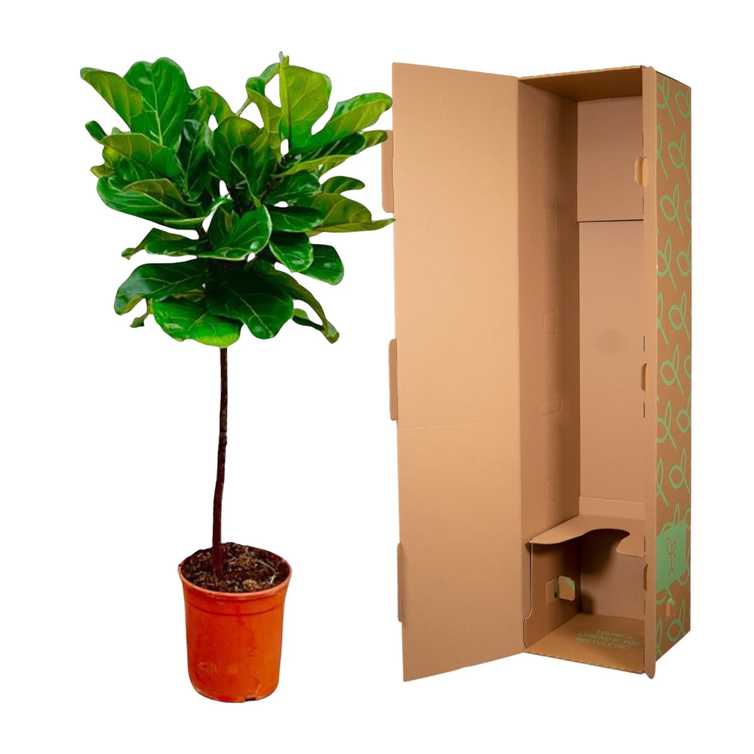Ficus Lyrata (op stam) Ø 24 H 130 cm 3