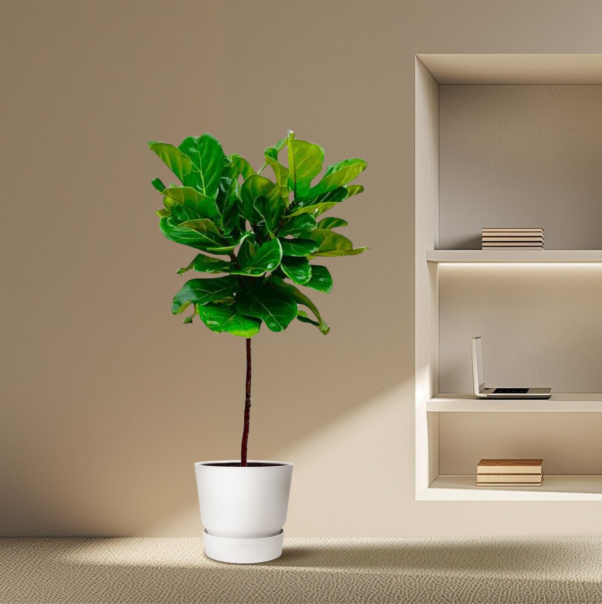 Ficus Lyrata (op stam) Ø 24 H 140 cm 4