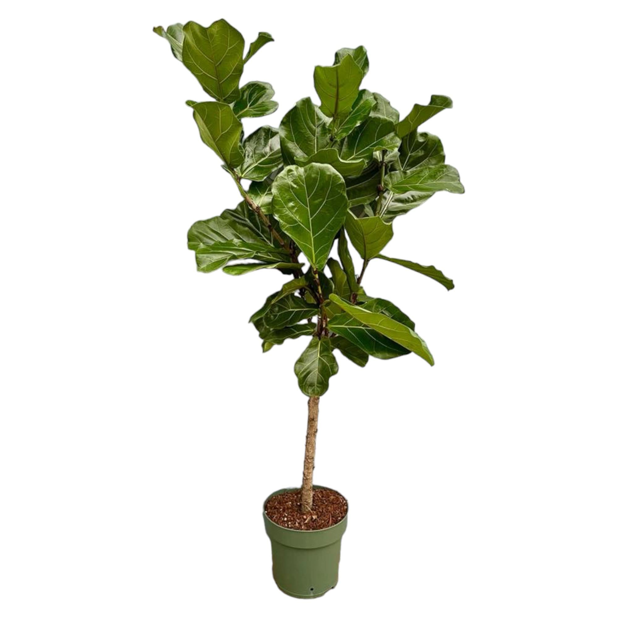 Ficus Lyrata (op stam) Ø 27 H 150 cm