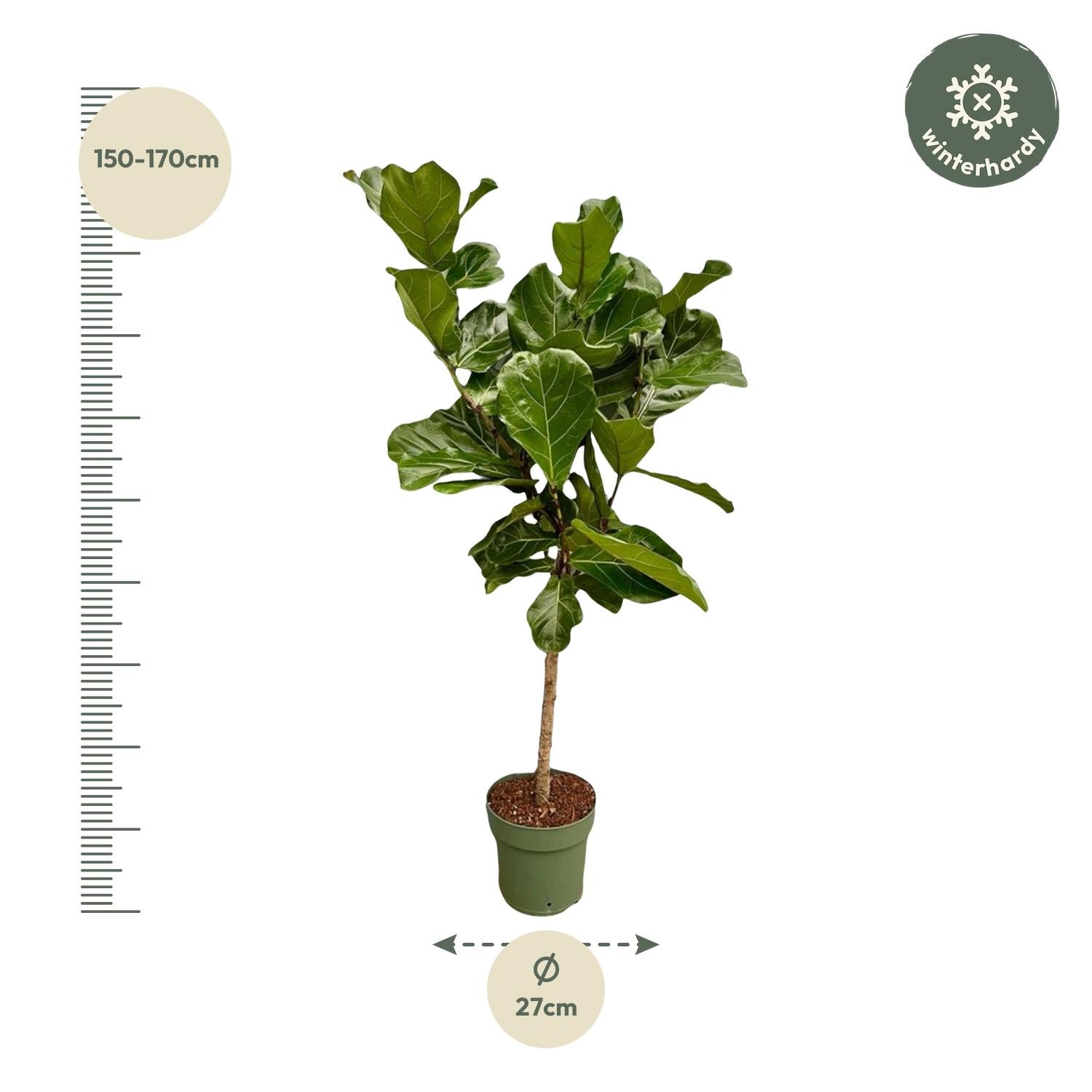 Ficus Lyrata (op stam) Ø 27 H 150 cm 2
