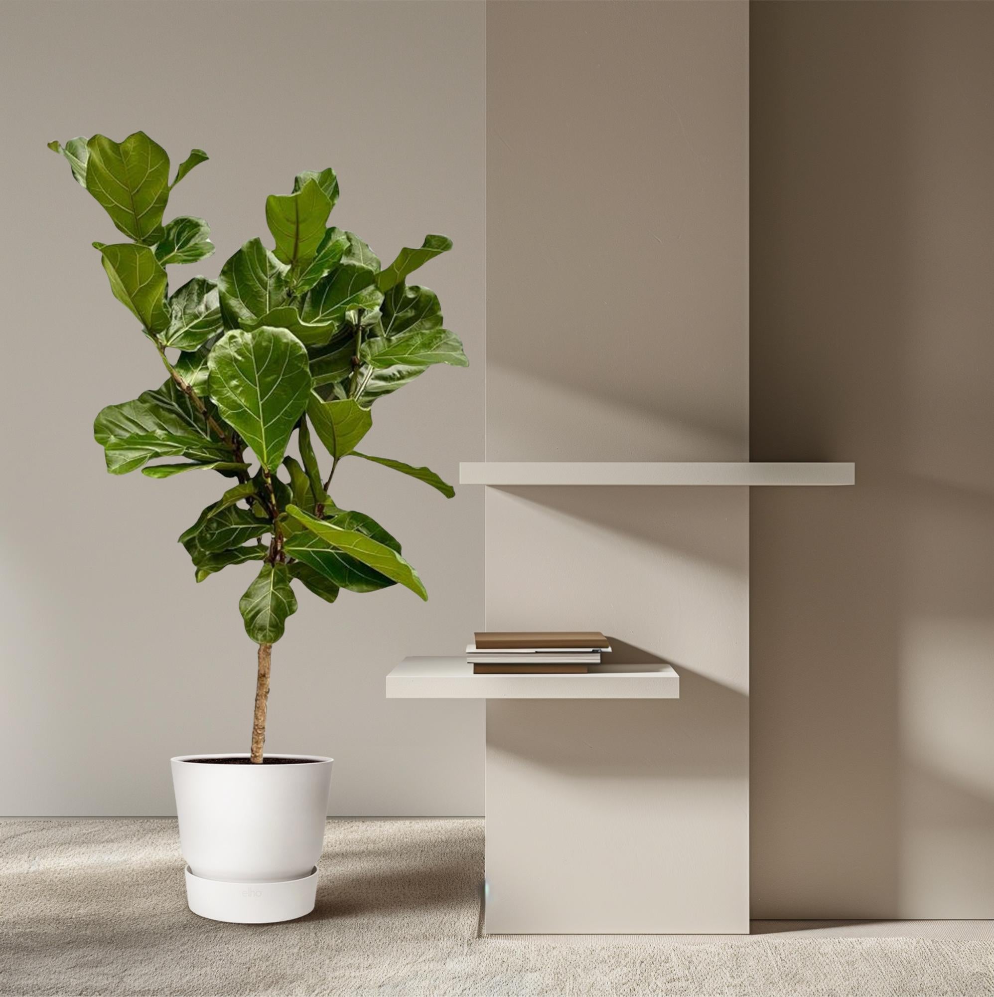 Ficus Lyrata (op stam) Ø 27 H 150 cm 4