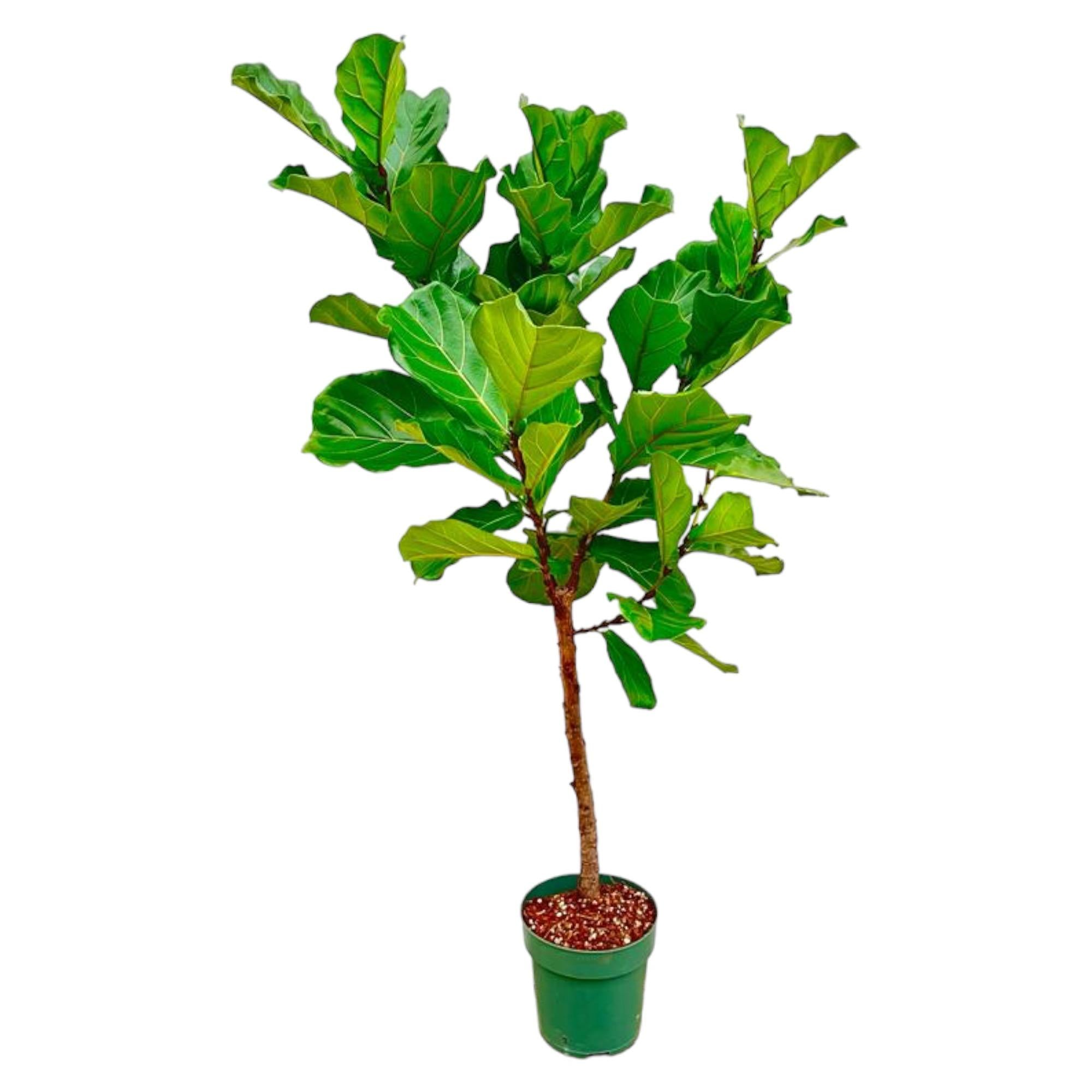 Ficus Lyrata (op stam) Ø 30 H 170 cm