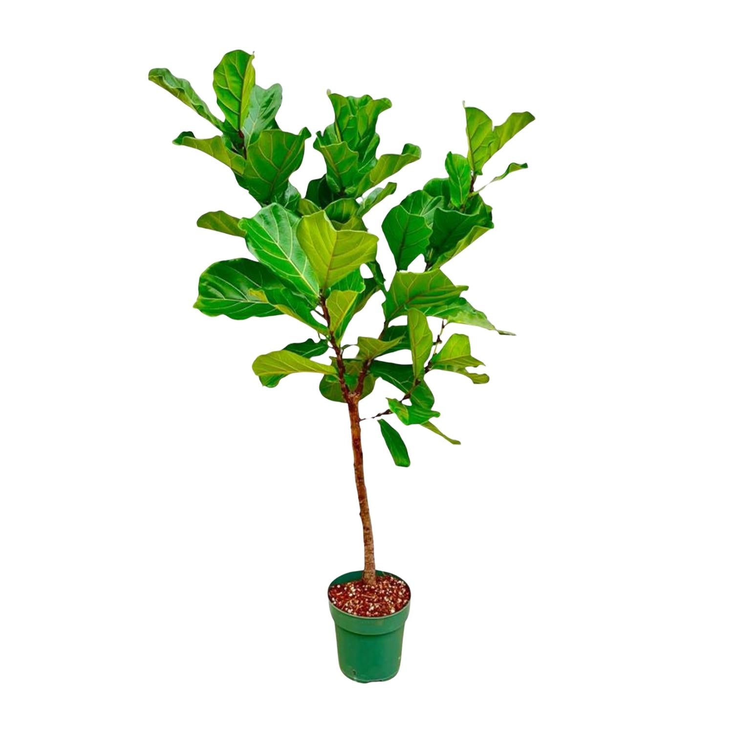 Ficus Lyrata (op stam) Ø 30 H 170 cm 2