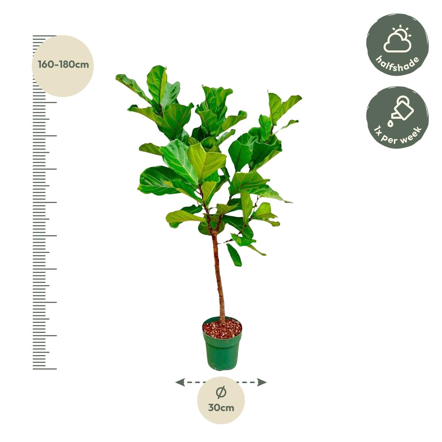 Ficus Lyrata (op stam) Ø 30 H 170 cm 3