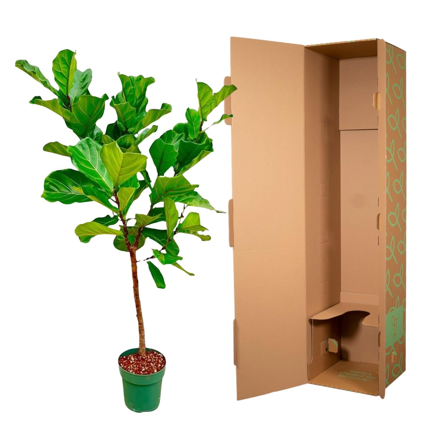 Ficus Lyrata (op stam) Ø 30 H 170 cm 4