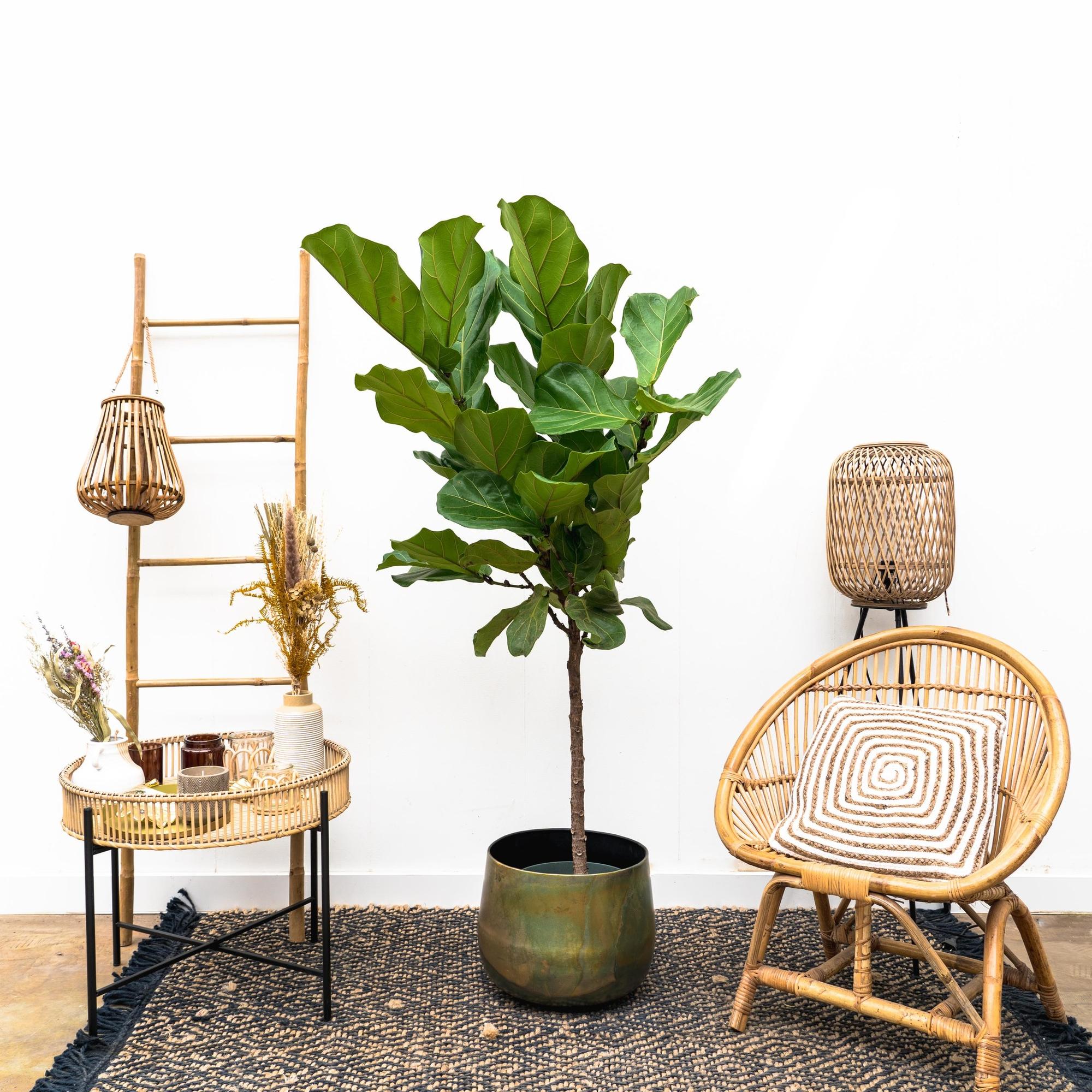 Ficus Lyrata (op stam) Ø 30 H 170 cm 5