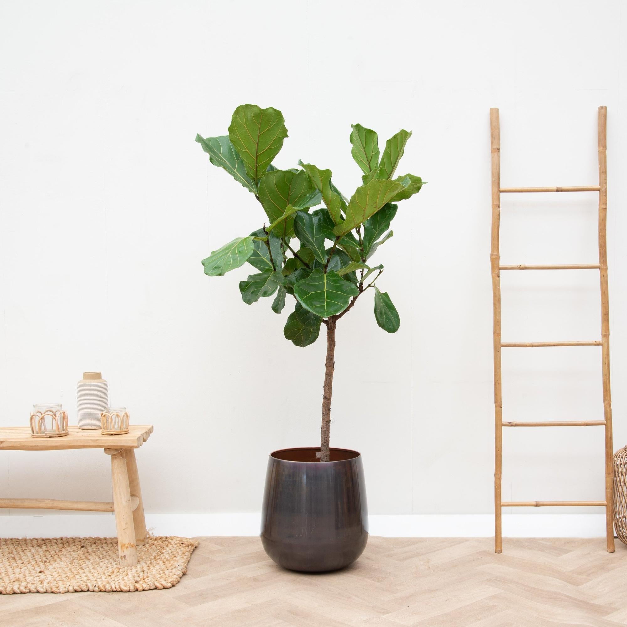 Ficus Lyrata (op stam) Ø 30 H 170 cm 6