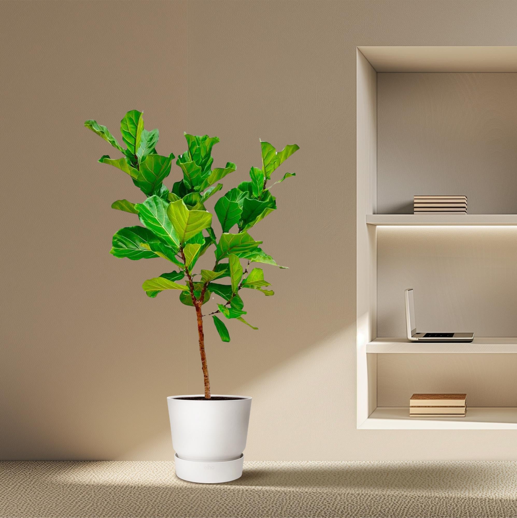 Ficus Lyrata (op stam) Ø 30 H 170 cm 7