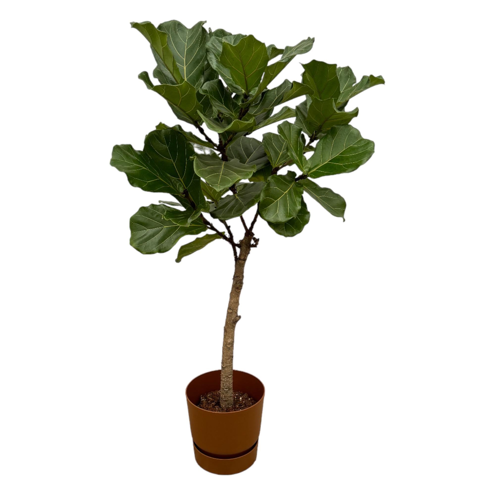 Ficus Lyrata (op stam) Inclusief Elho Greenville Round Bruin Ø 30 H 160 cm