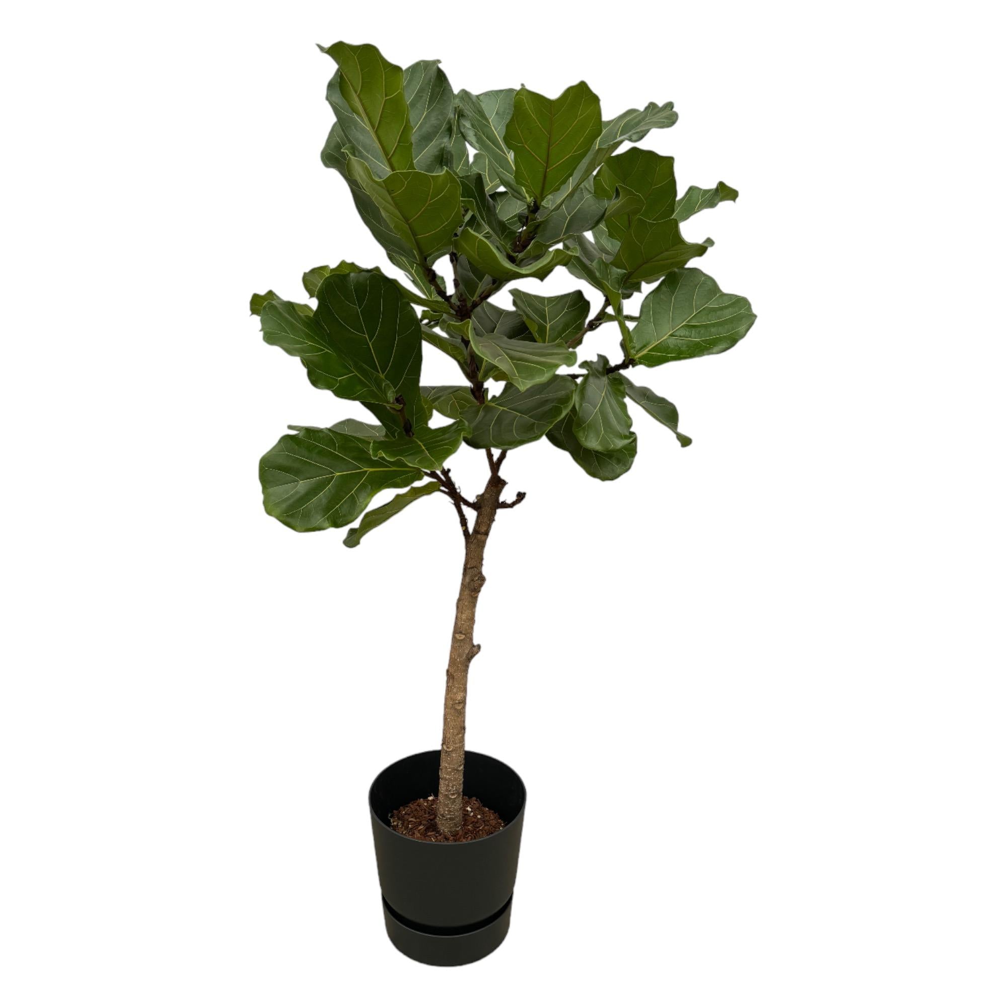 Ficus Lyrata (op stam) Inclusief Elho Greenville Round Zwart Ø 30 H 160 cm