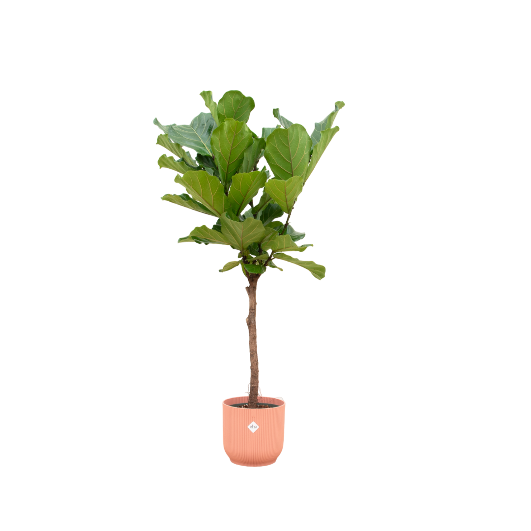 Ficus Lyrata (op stam) Inclusief Elho Vibes Fold Round Roze Ø 30 H 150 cm
