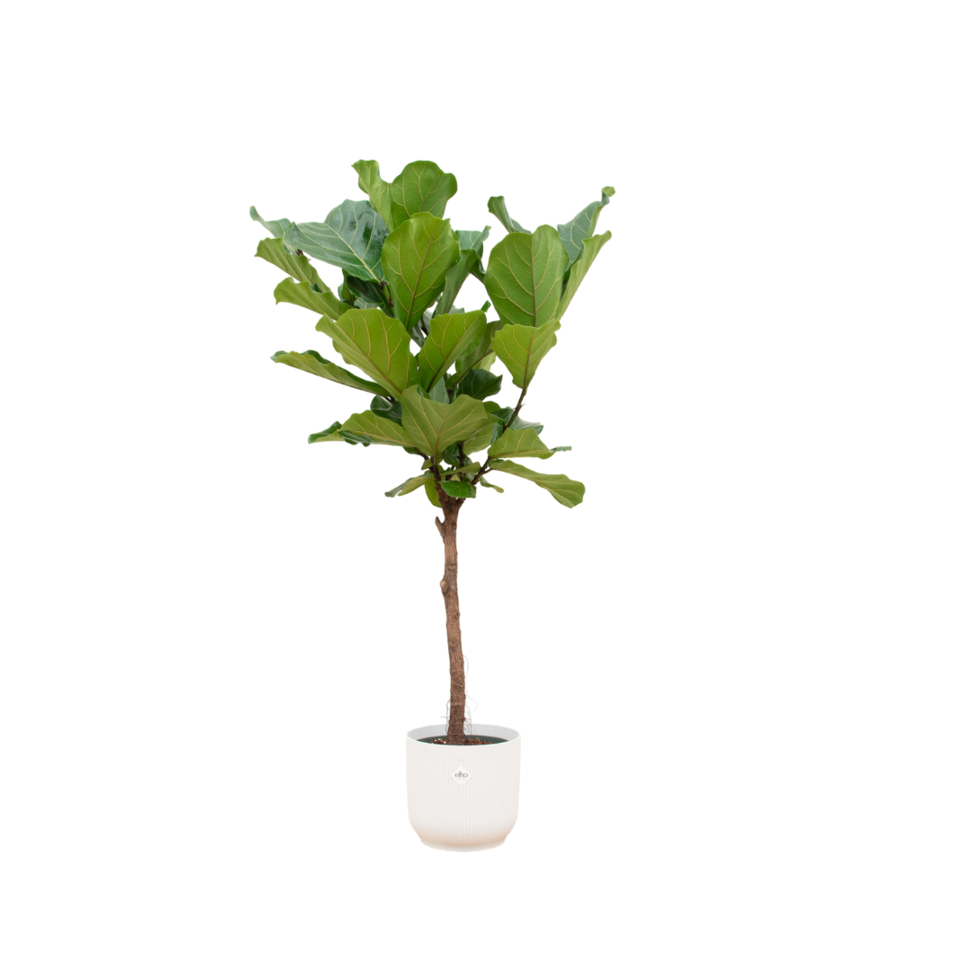 Ficus Lyrata (op stam) Inclusief Elho Vibes Fold Round Wit Ø 30 H 150 cm