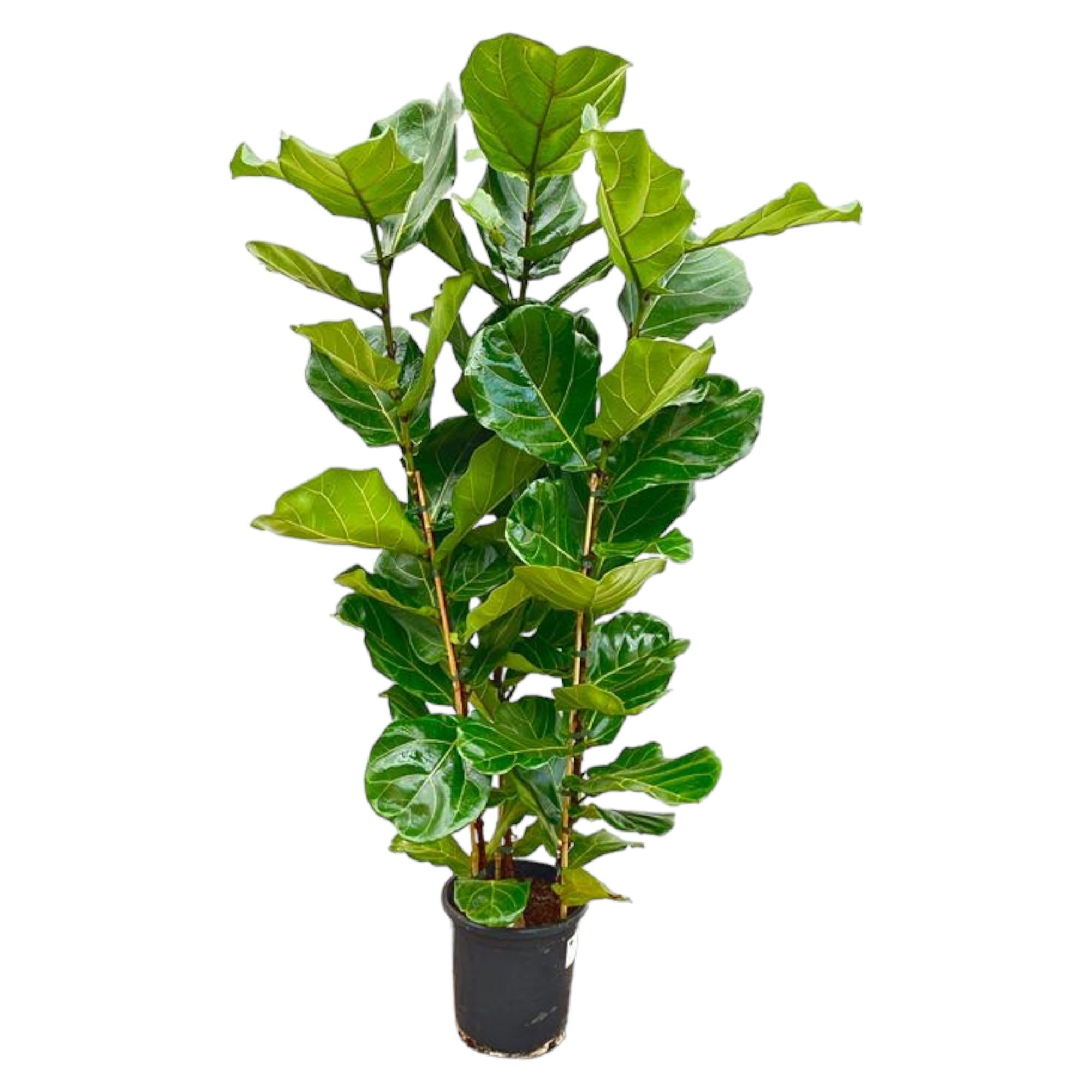 Ficus Lyrata (struik) Ø 27 H 155 cm
