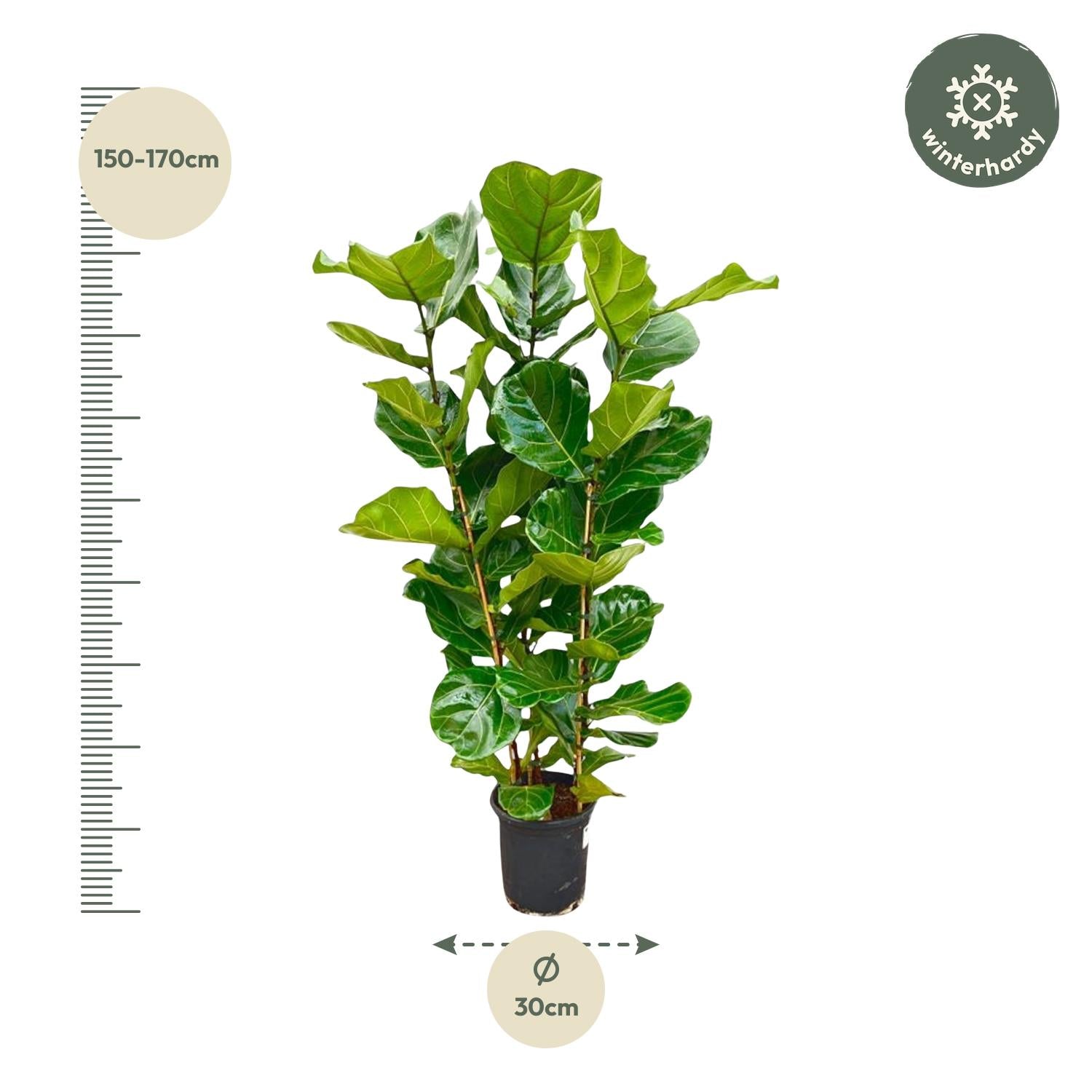 Ficus Lyrata (struik) Ø 27 H 155 cm 2