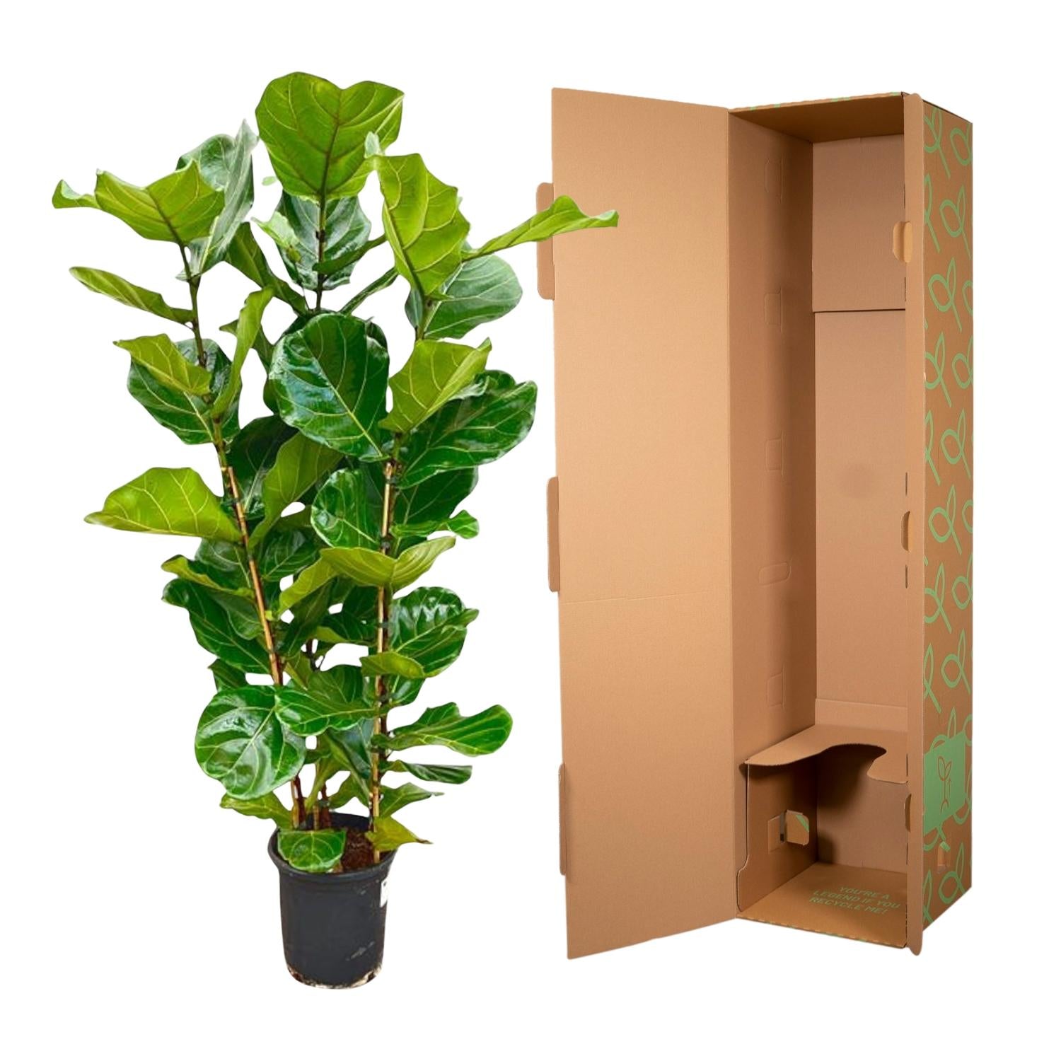 Ficus Lyrata (struik) Ø 27 H 155 cm 3