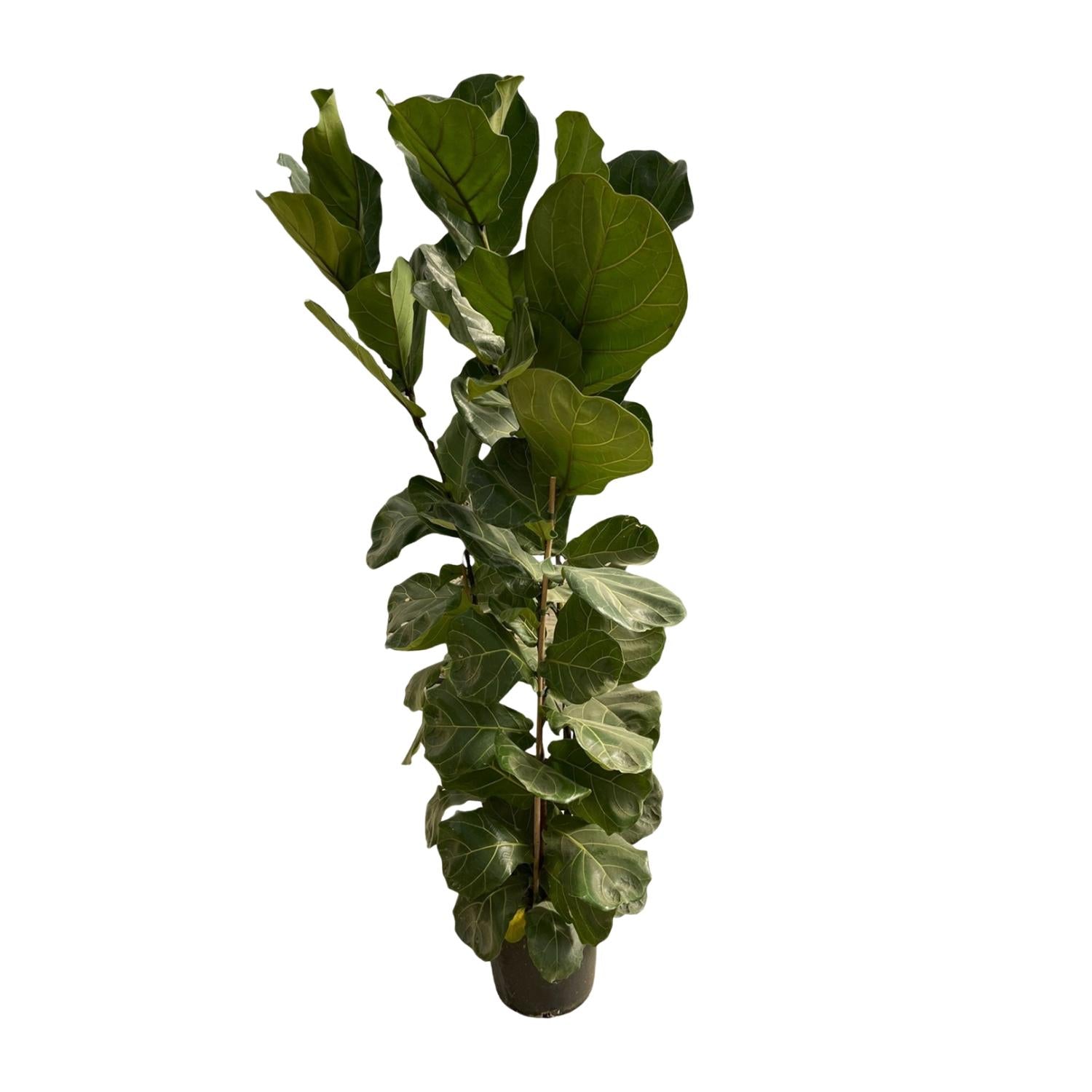 Ficus Lyrata (struik) Ø 35 H 180 cm