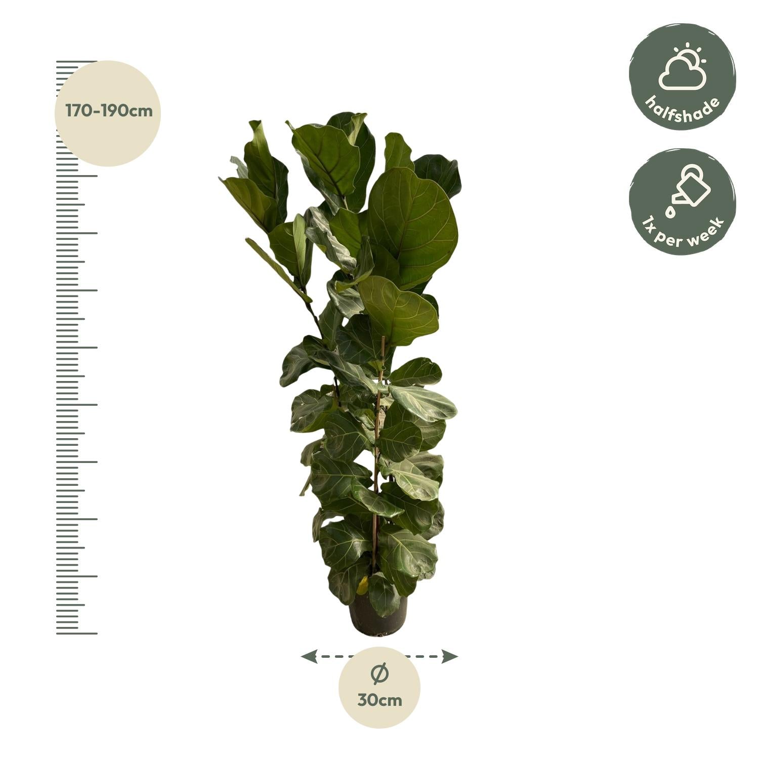 Ficus Lyrata (struik) Ø 35 H 180 cm 2