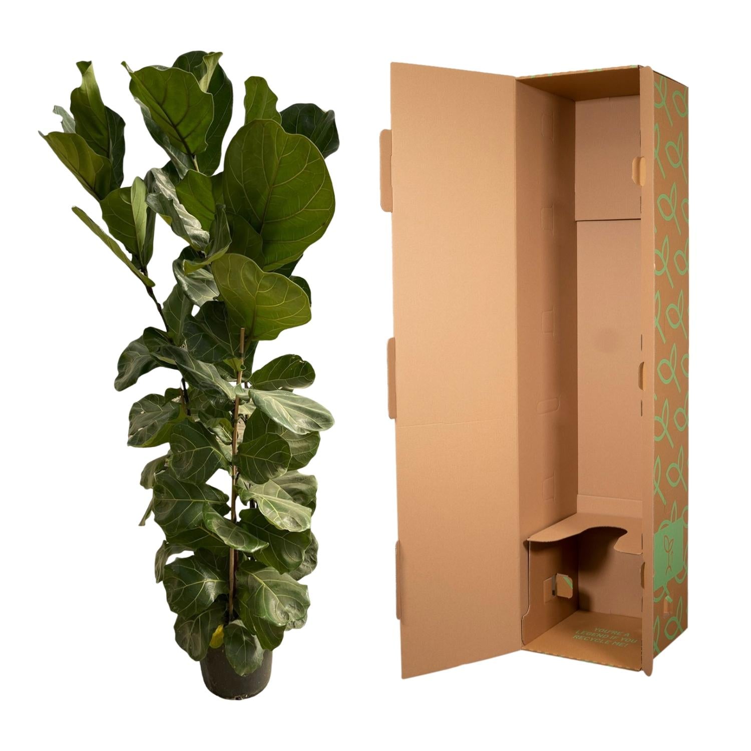 Ficus Lyrata (struik) Ø 35 H 180 cm 3