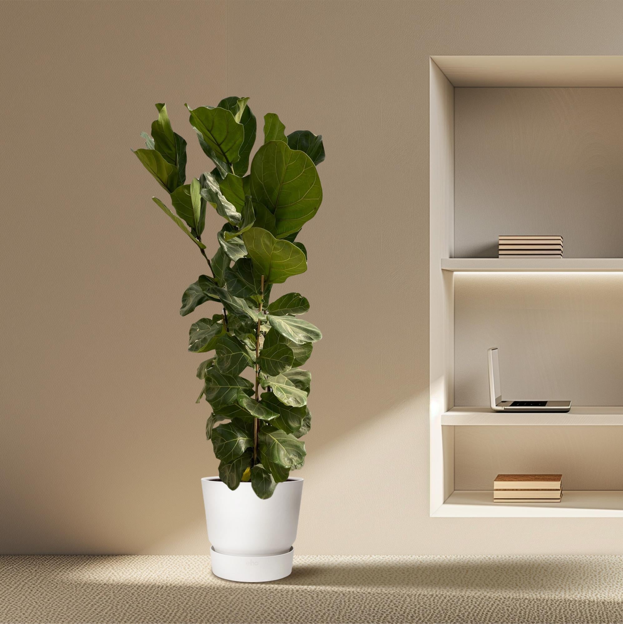 Ficus Lyrata (struik) Ø 35 H 180 cm 4