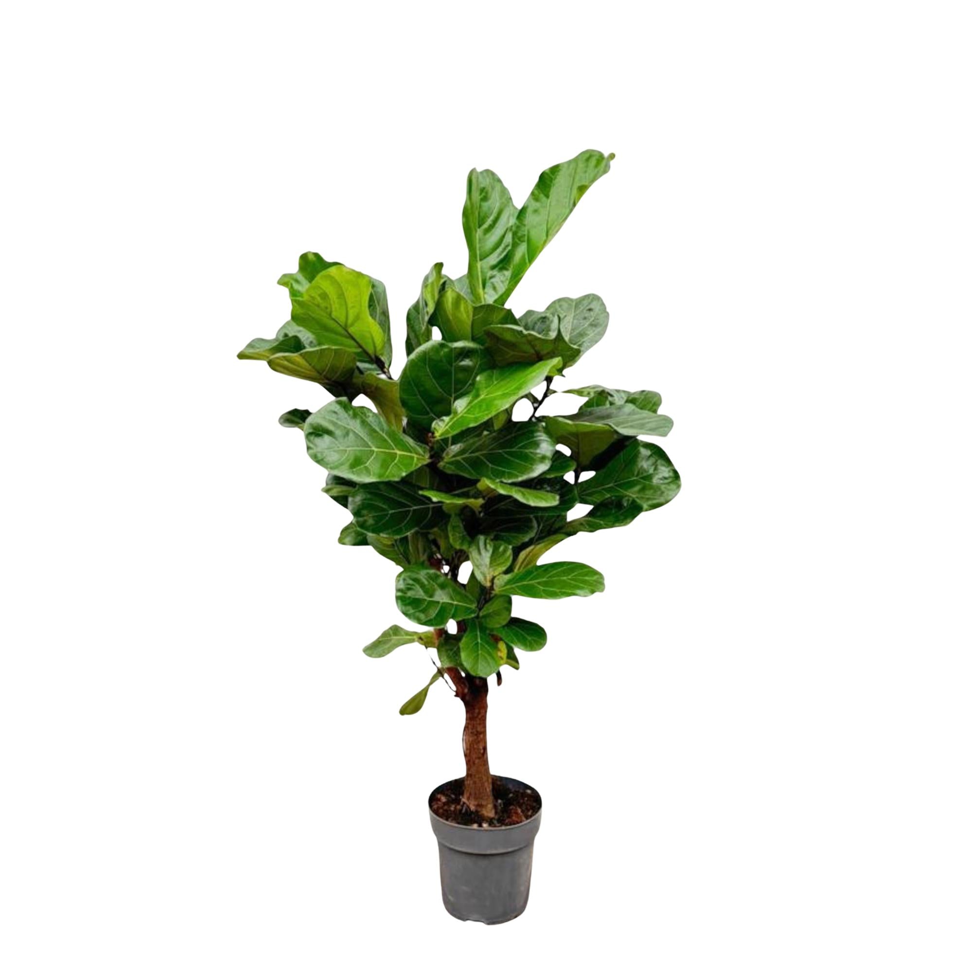 Ficus Lyrata (vertakt) Ø 30 H 160 cm