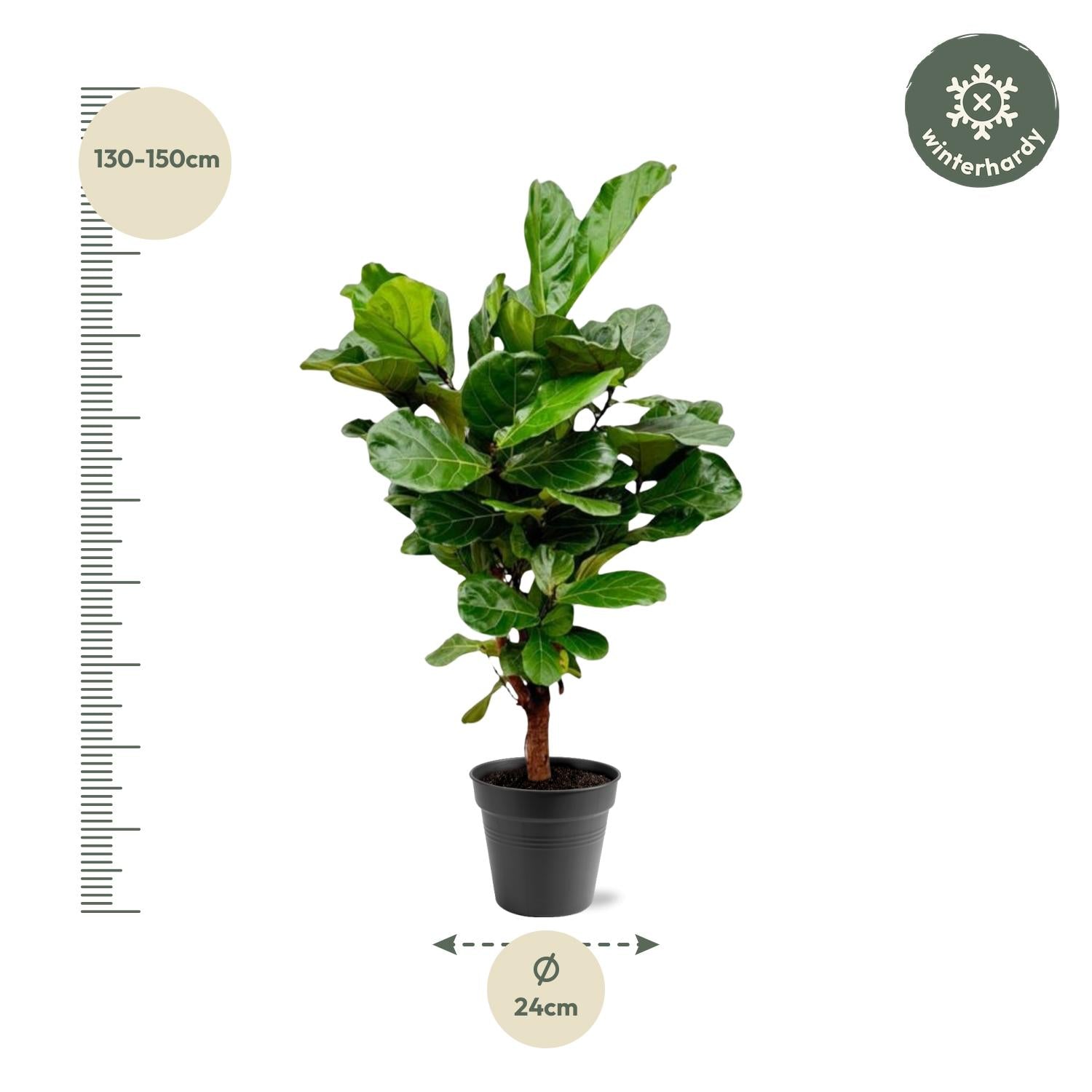 Ficus Lyrata (vertakt) Ø 30 H 160 cm 2