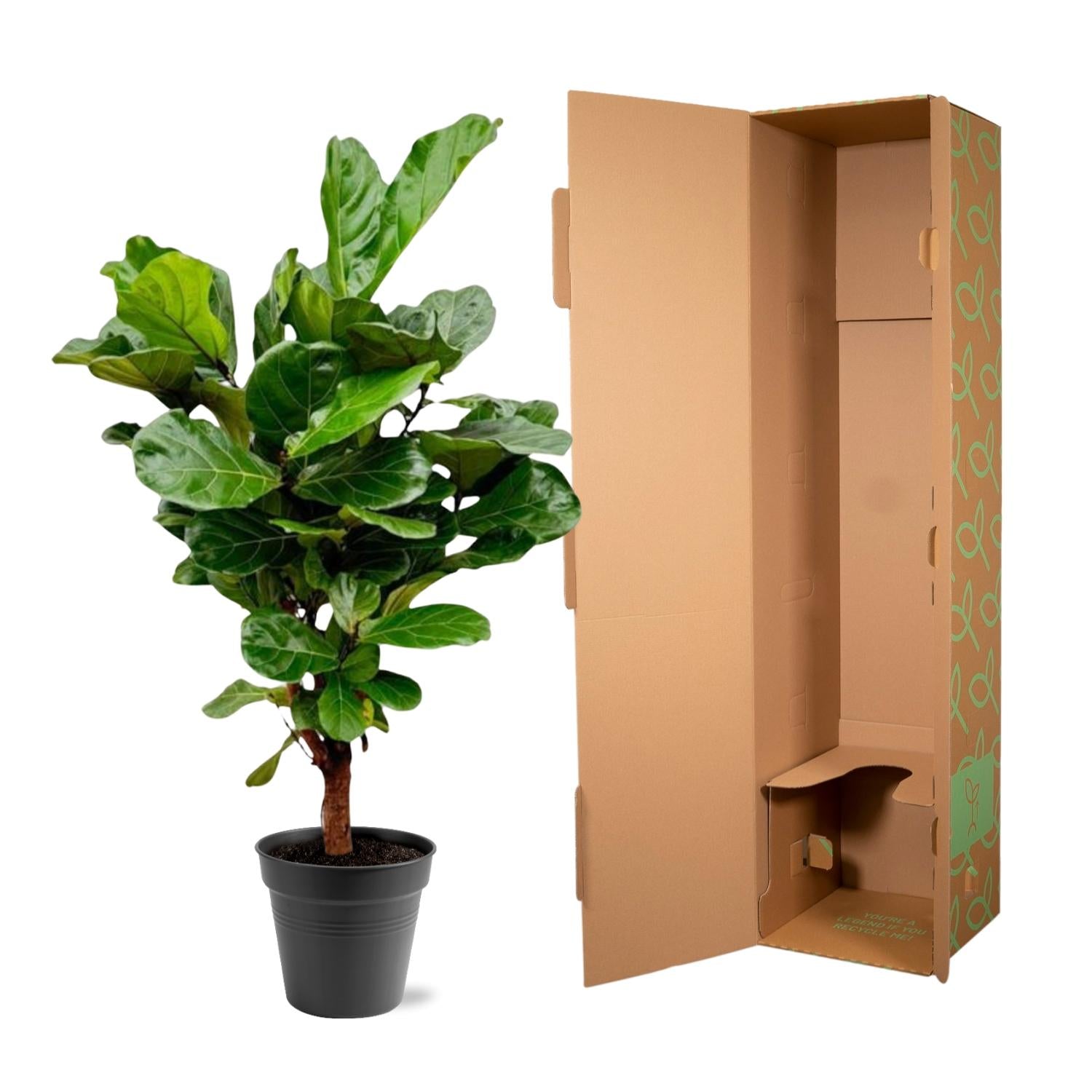 Ficus Lyrata (vertakt) Ø 30 H 160 cm 4