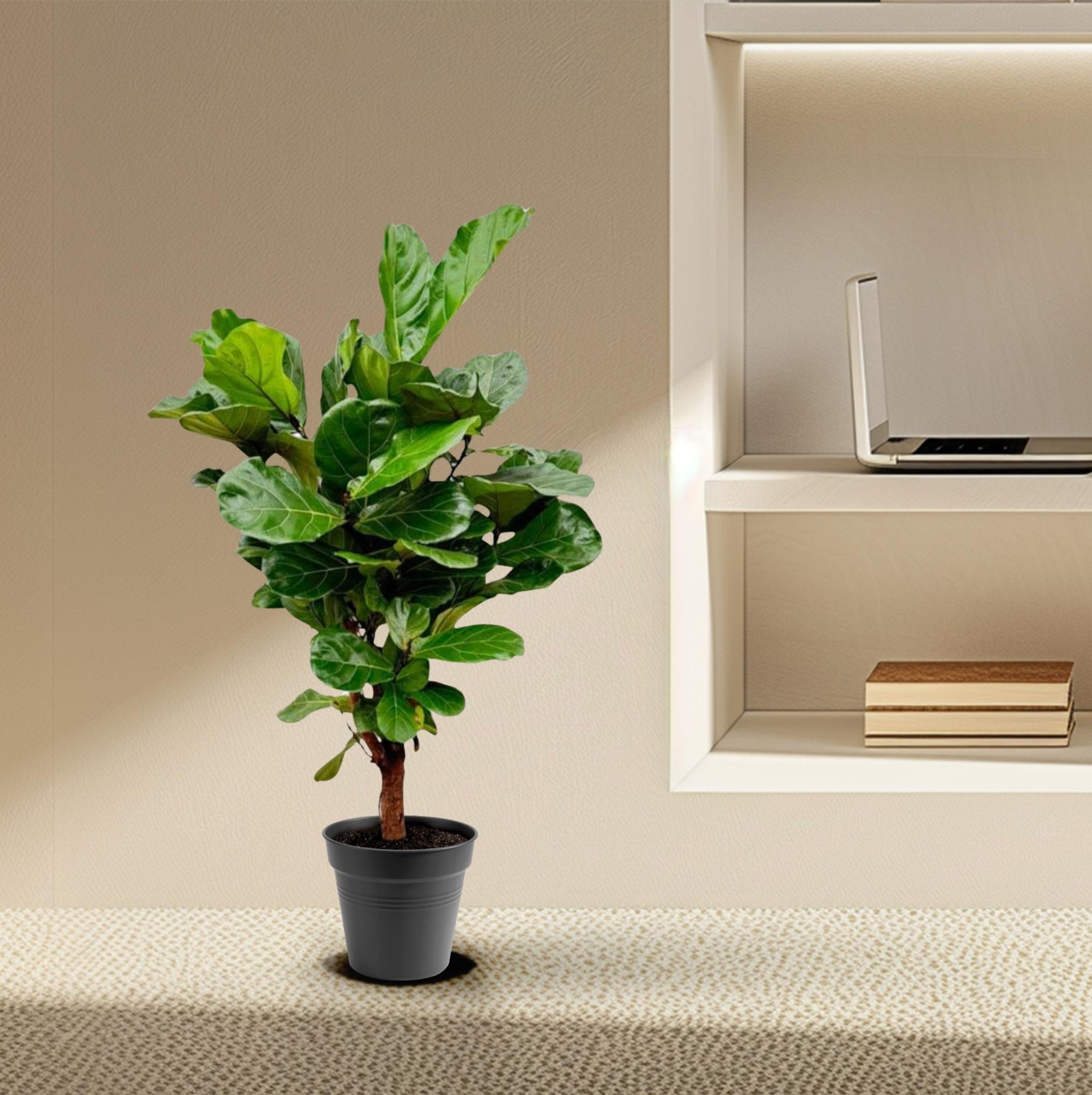 Ficus Lyrata (vertakt) Ø 30 H 160 cm 5