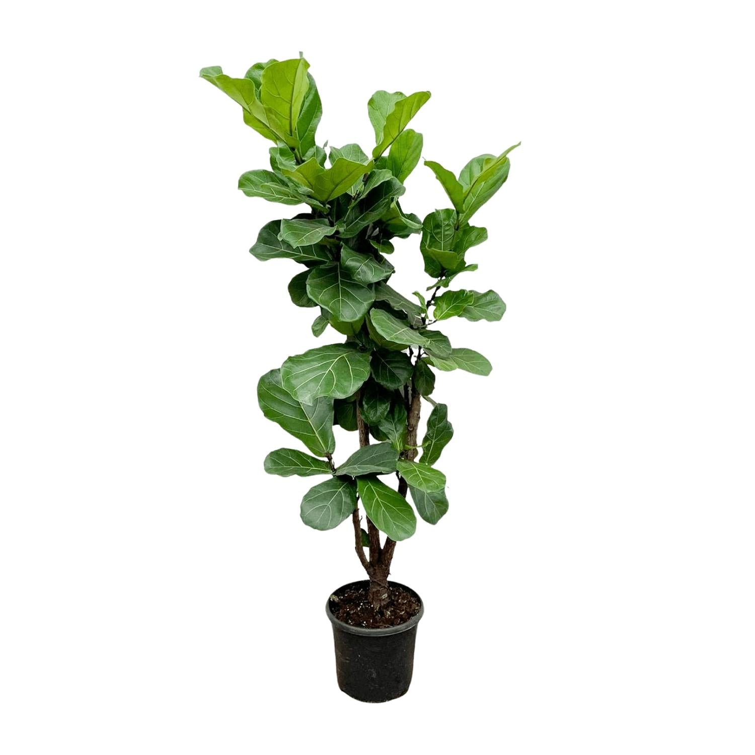 Ficus Lyrata (vertakt) Ø 32 H 180 cm