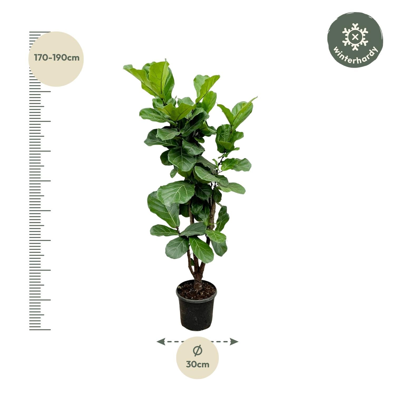 Ficus Lyrata (vertakt) Ø 32 H 180 cm 2