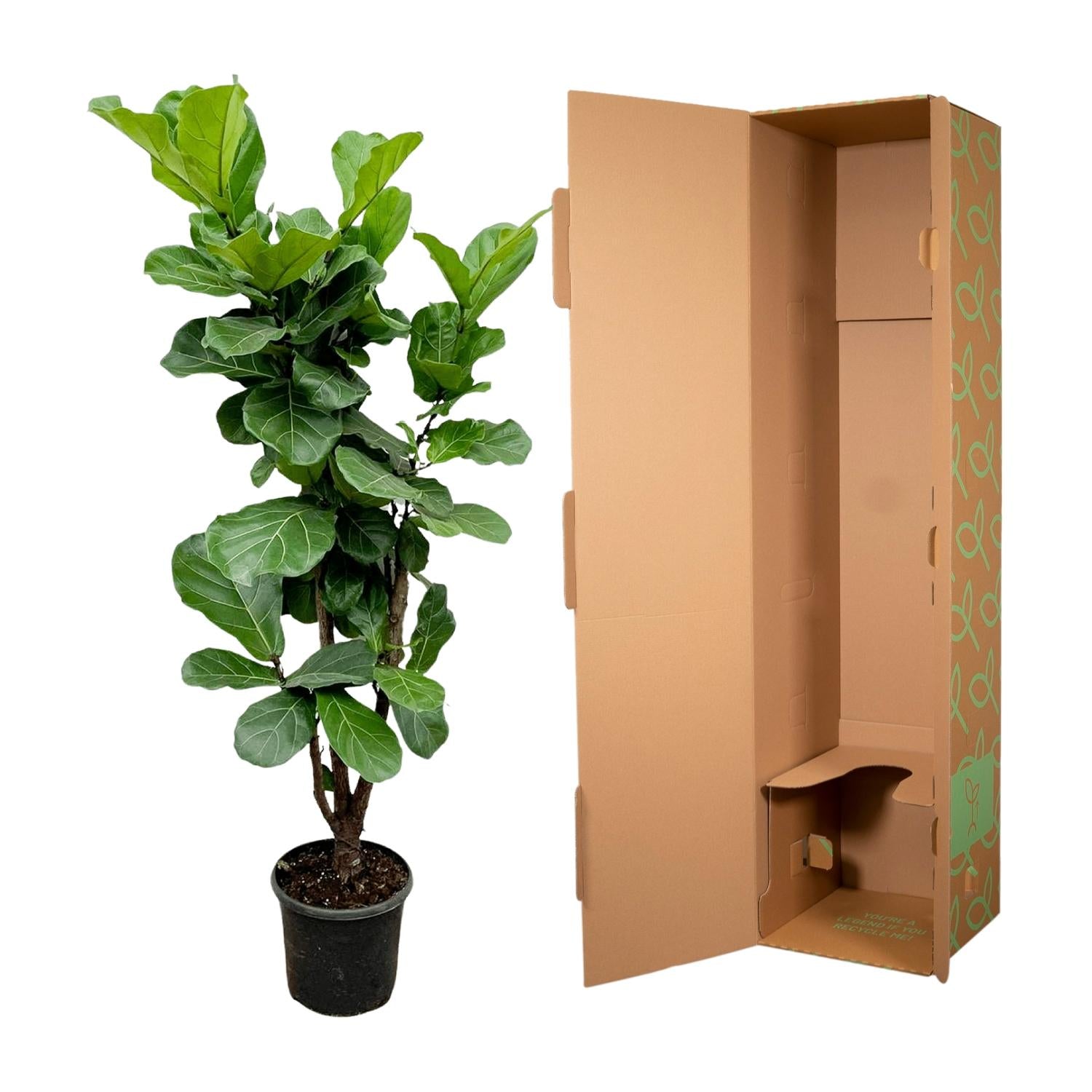 Ficus Lyrata (vertakt) Ø 32 H 180 cm 3